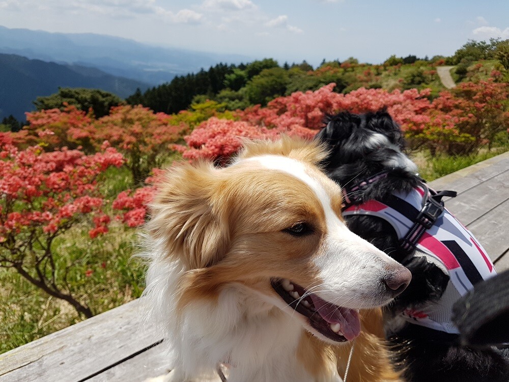 犬散歩 ツツジの大和葛城山 ぐりこさんの金剛山 二上山 大和葛城山の活動データ Yamap ヤマップ