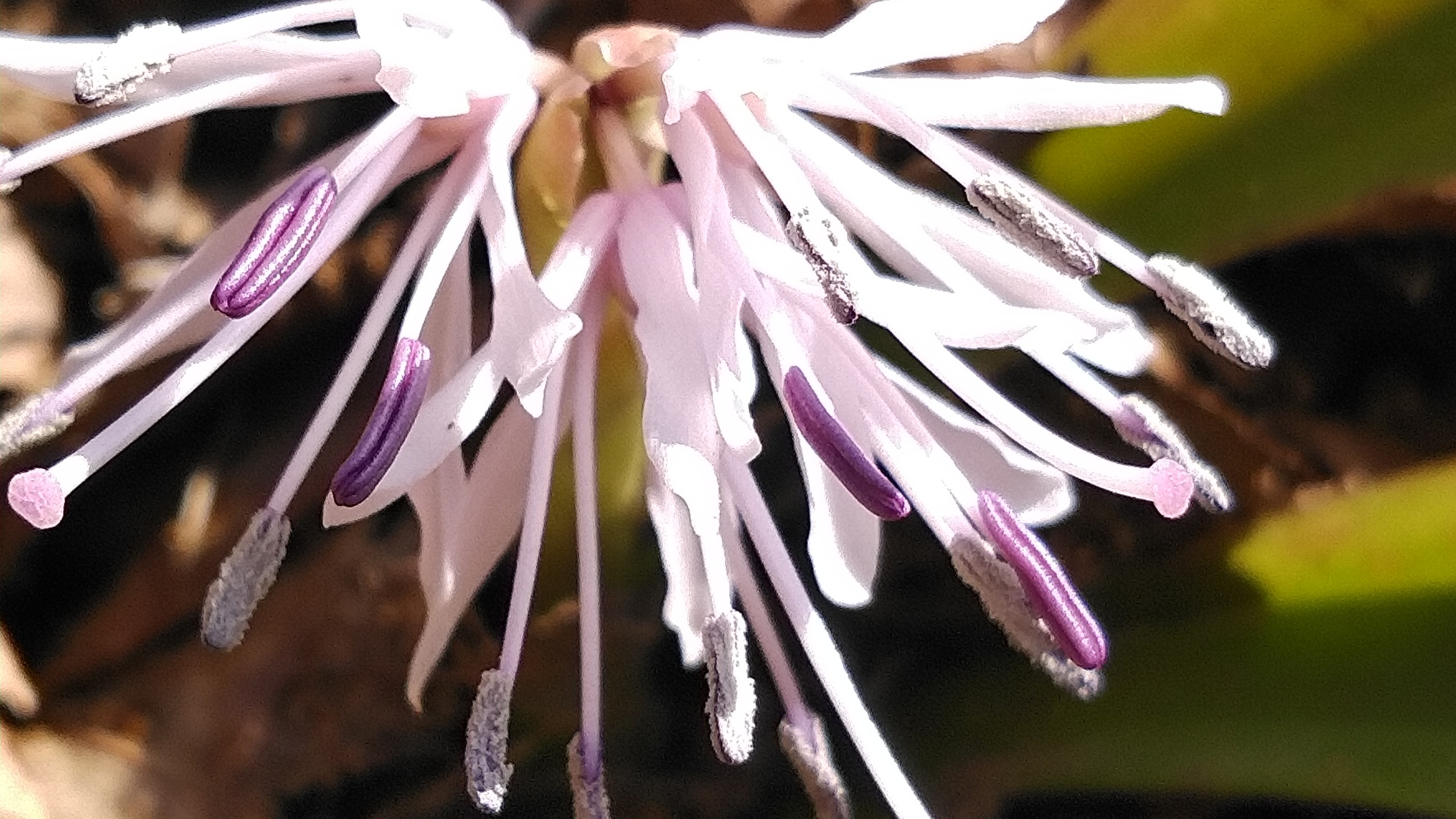 出逢いは突然に 猩猩袴 スナフキンさんの米山 柏崎市 新潟県 の活動データ Yamap ヤマップ