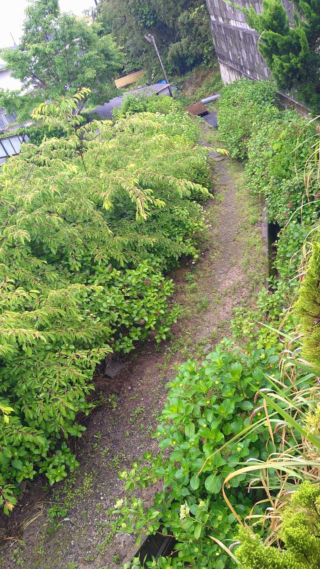観音寺 広島市佐伯区 あじさいの名所 にったんさんのモーメント Yamap ヤマップ