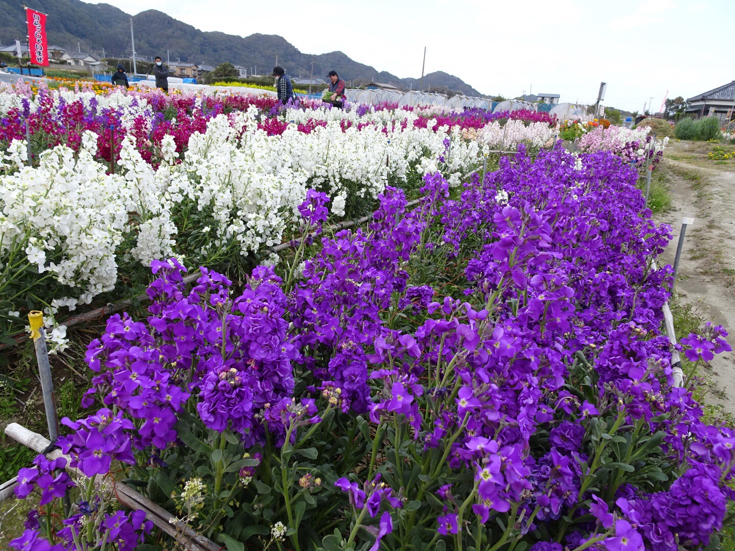 鋸山 千葉県 とお花畑と猫 クーさんの鋸山 千葉県 の活動データ Yamap ヤマップ