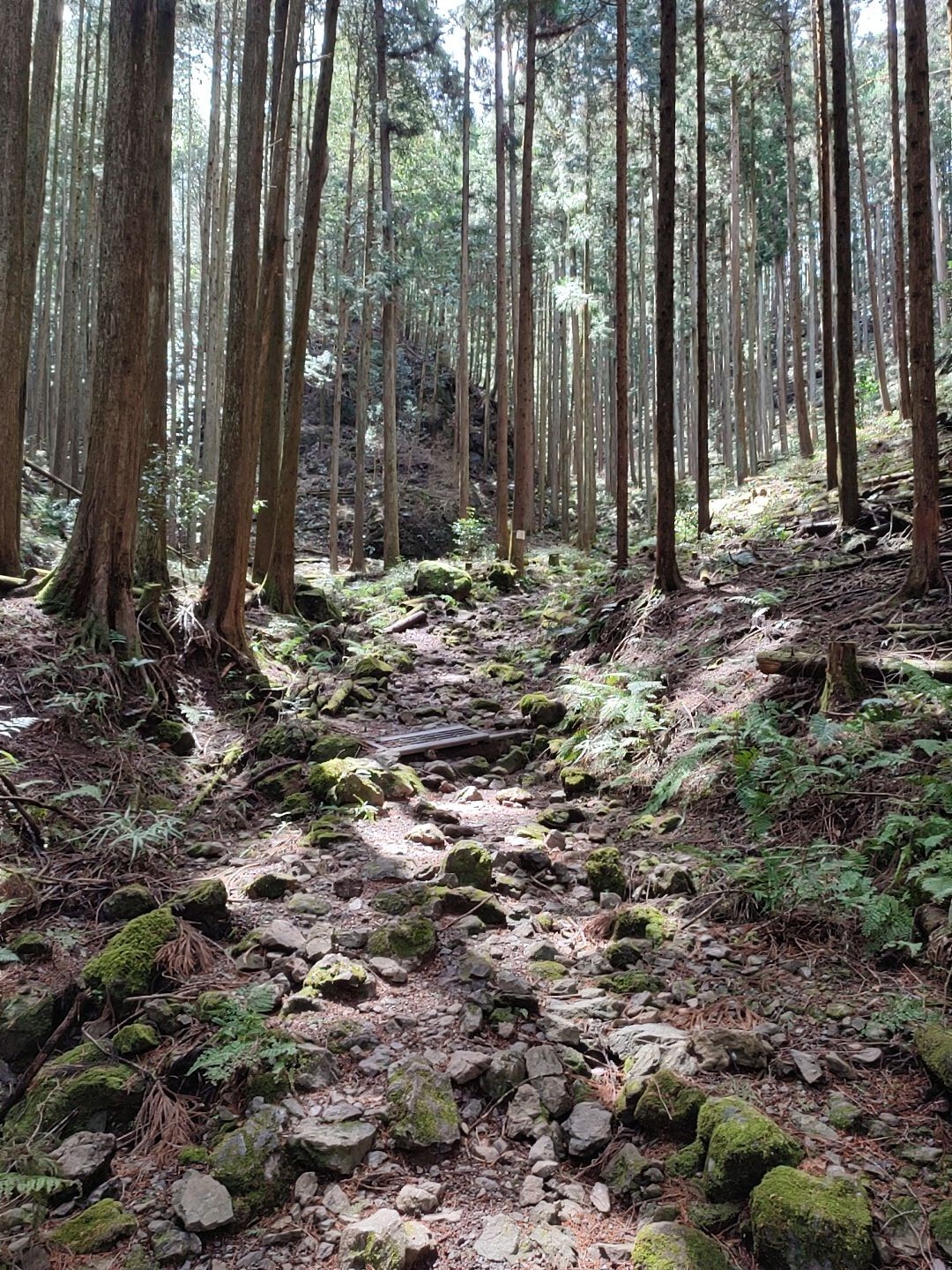西吾野駅〜東吾野駅 ヤマノススメルート / マサキングさんのヤマノススメ巡礼マップ（天覚山・大高山・子の権現）の活動データ YAMAP
