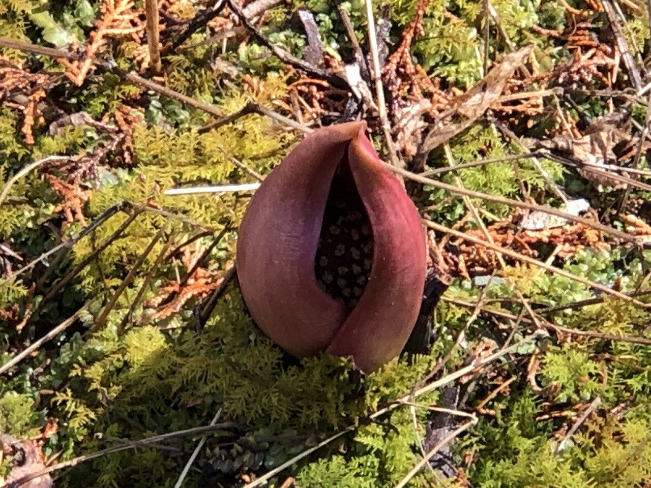 座禅草の里(有賀峠矢ノ澤湿原) / NTA952さんのモーメント YAMAP / ヤマップ