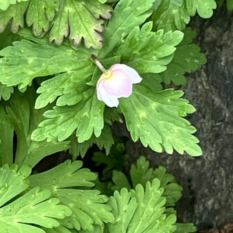 ポケモンのチェリッシュみたいな花。