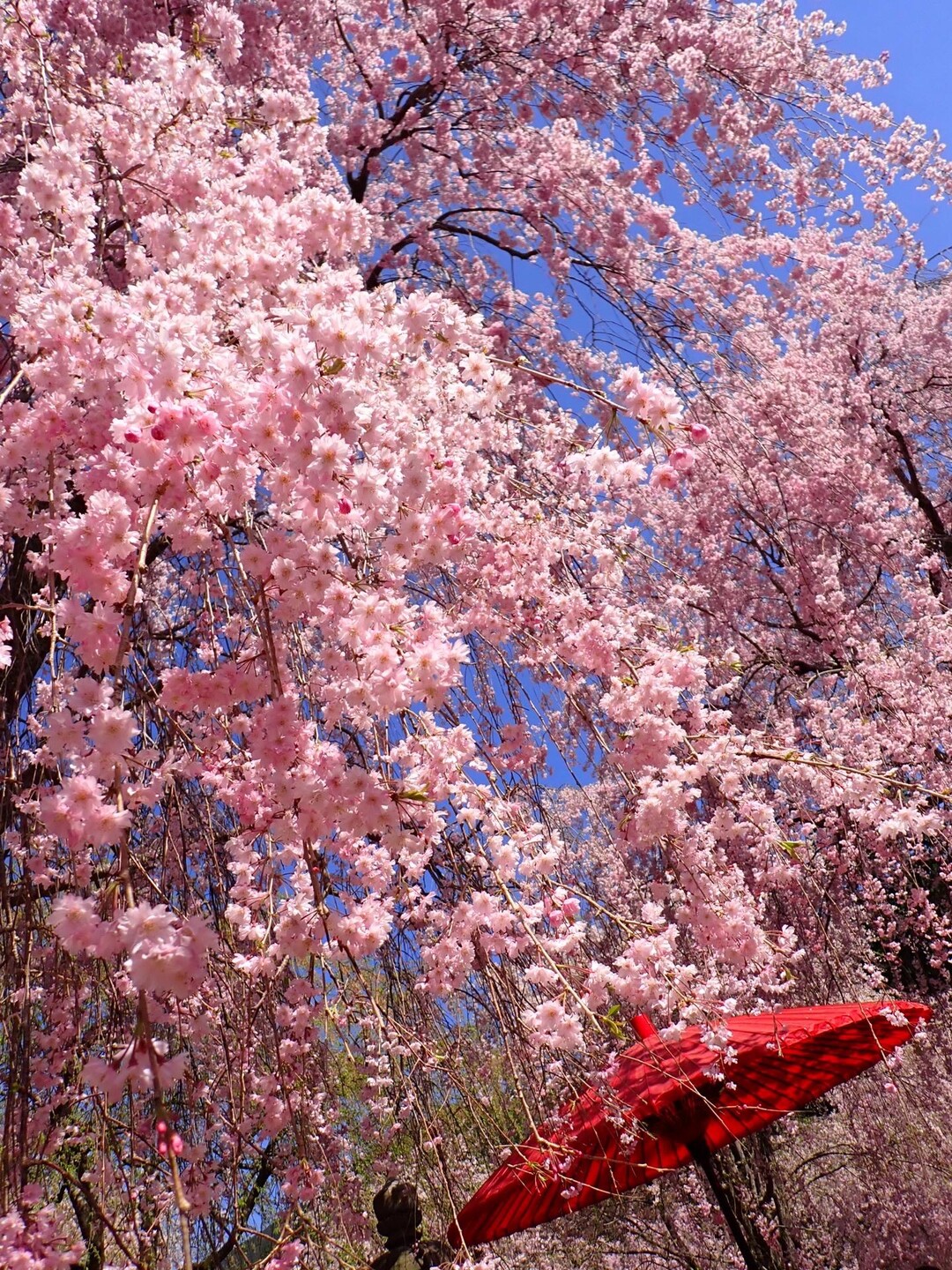 マミーと🌸満開の🌸高見の郷🌸 / ゆみさんの高見山・黒石山・天狗山の活動データ YAMAP / ヤマップ