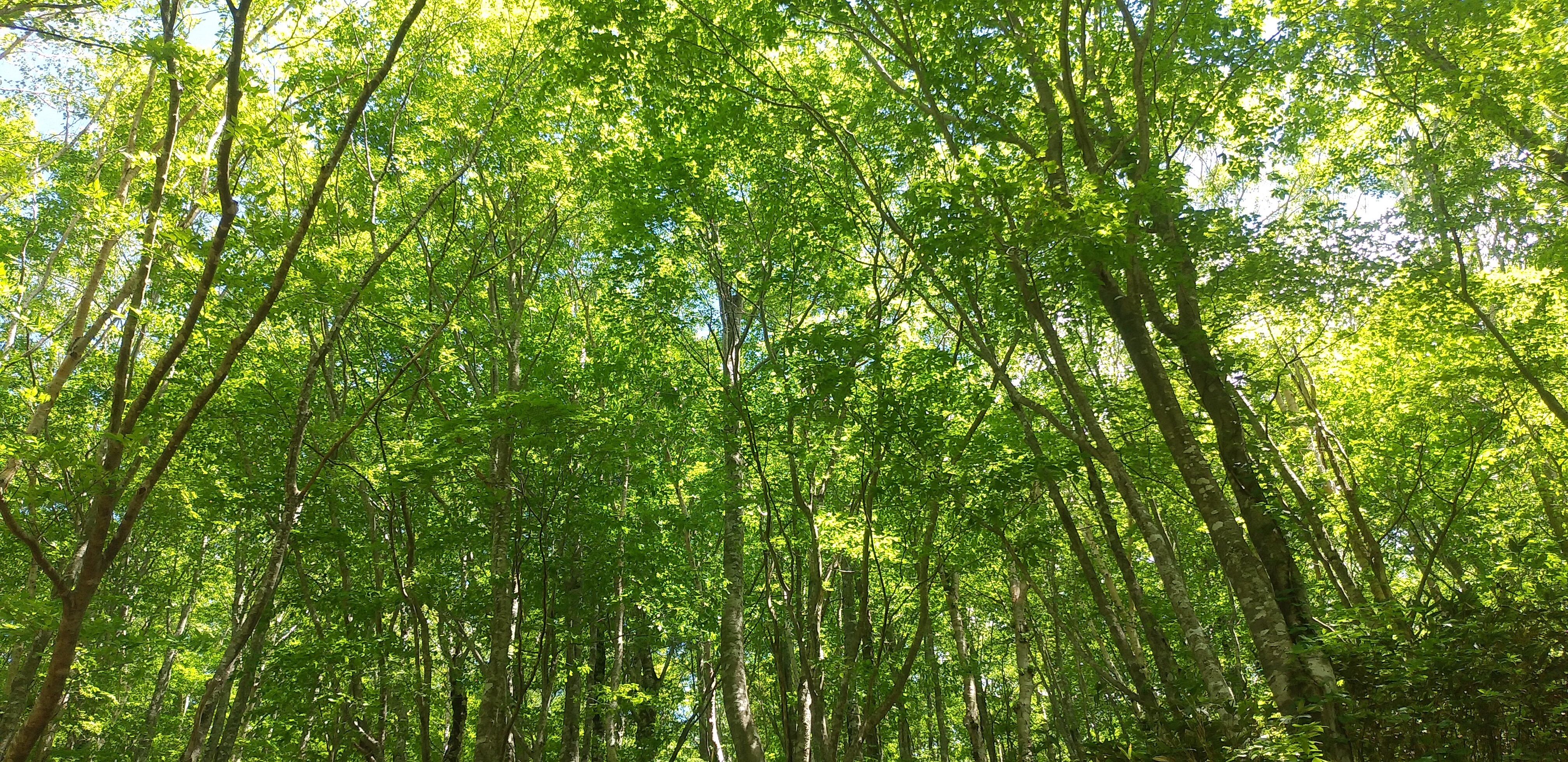 四角岳タケノコ取り / じゅんさんの四角岳・中岳・独鈷森の活動データ