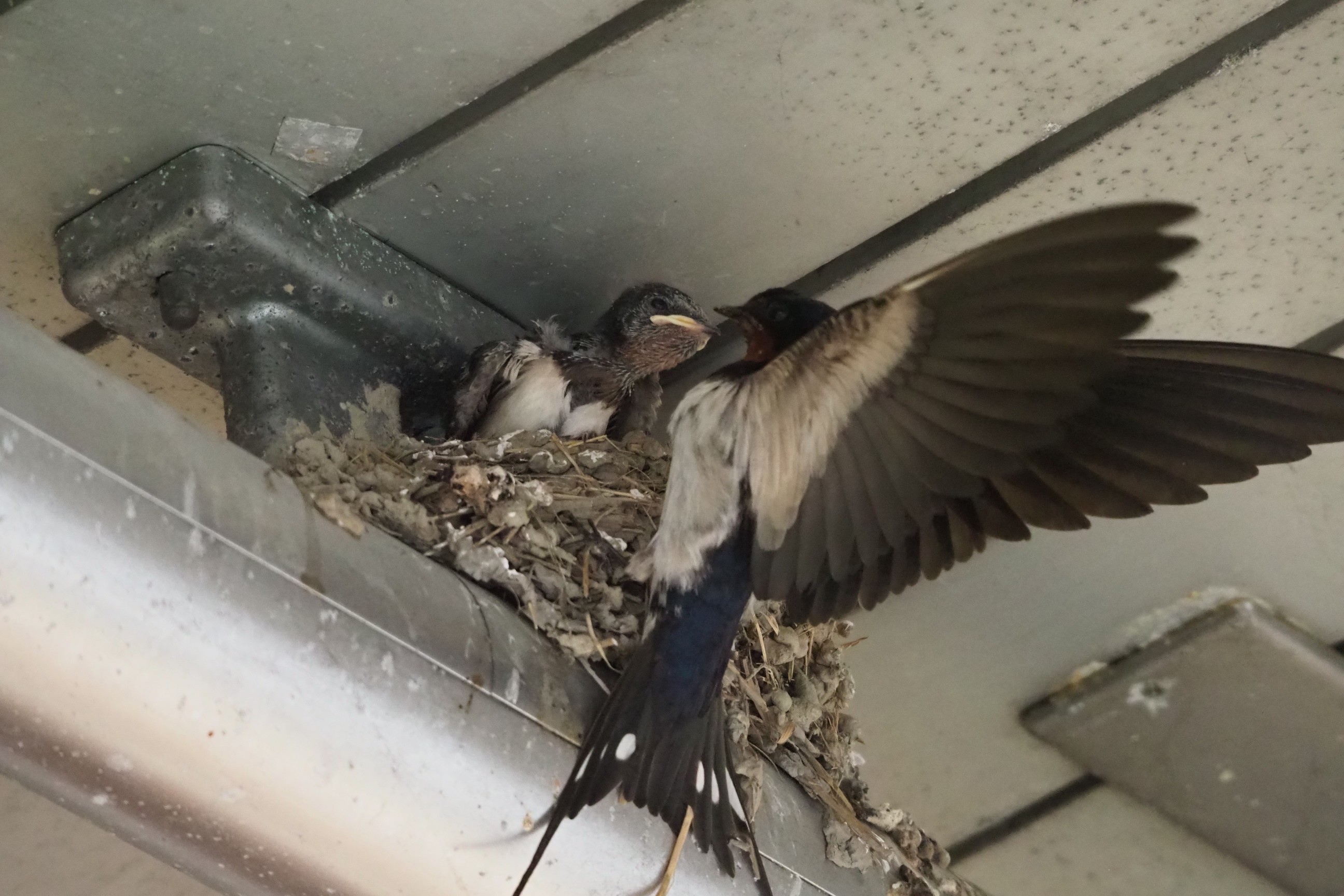 木六山・銀次郎山 残念ながら餌を撮れませんでした