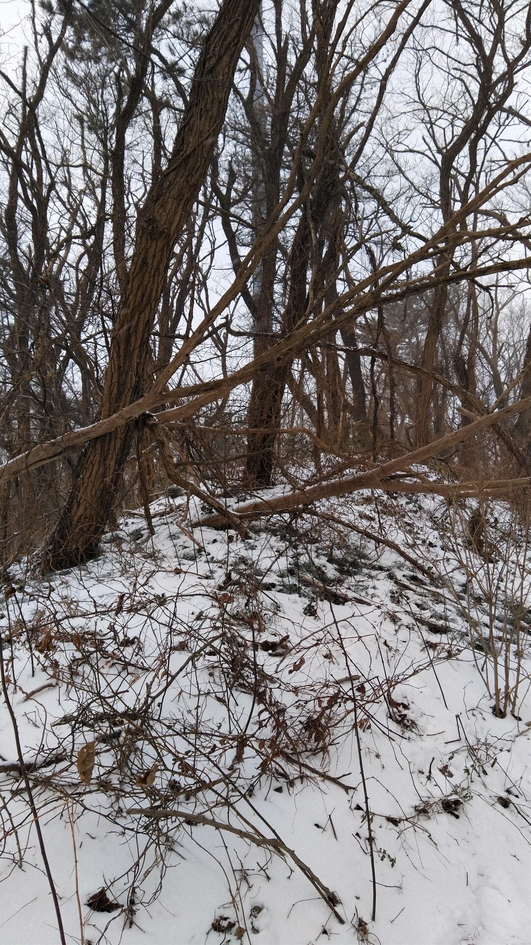 勝平山20230103本年2座目の山 / コーチ君さんの秋田市の活動データ YAMAP / ヤマップ