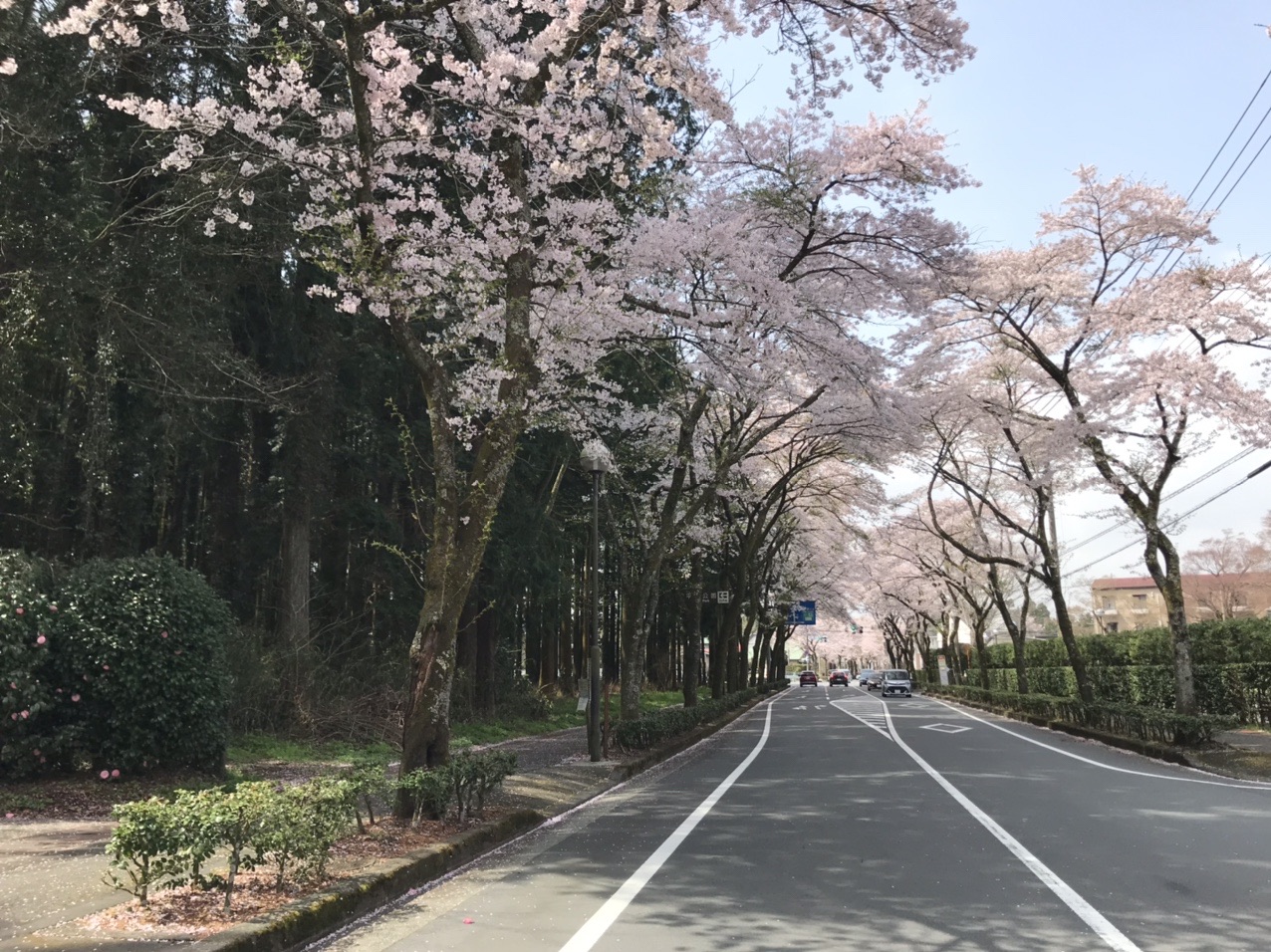 御殿場 秩父宮記念公園 21 04 01 なおさんこいさんの観光の活動データ Yamap ヤマップ