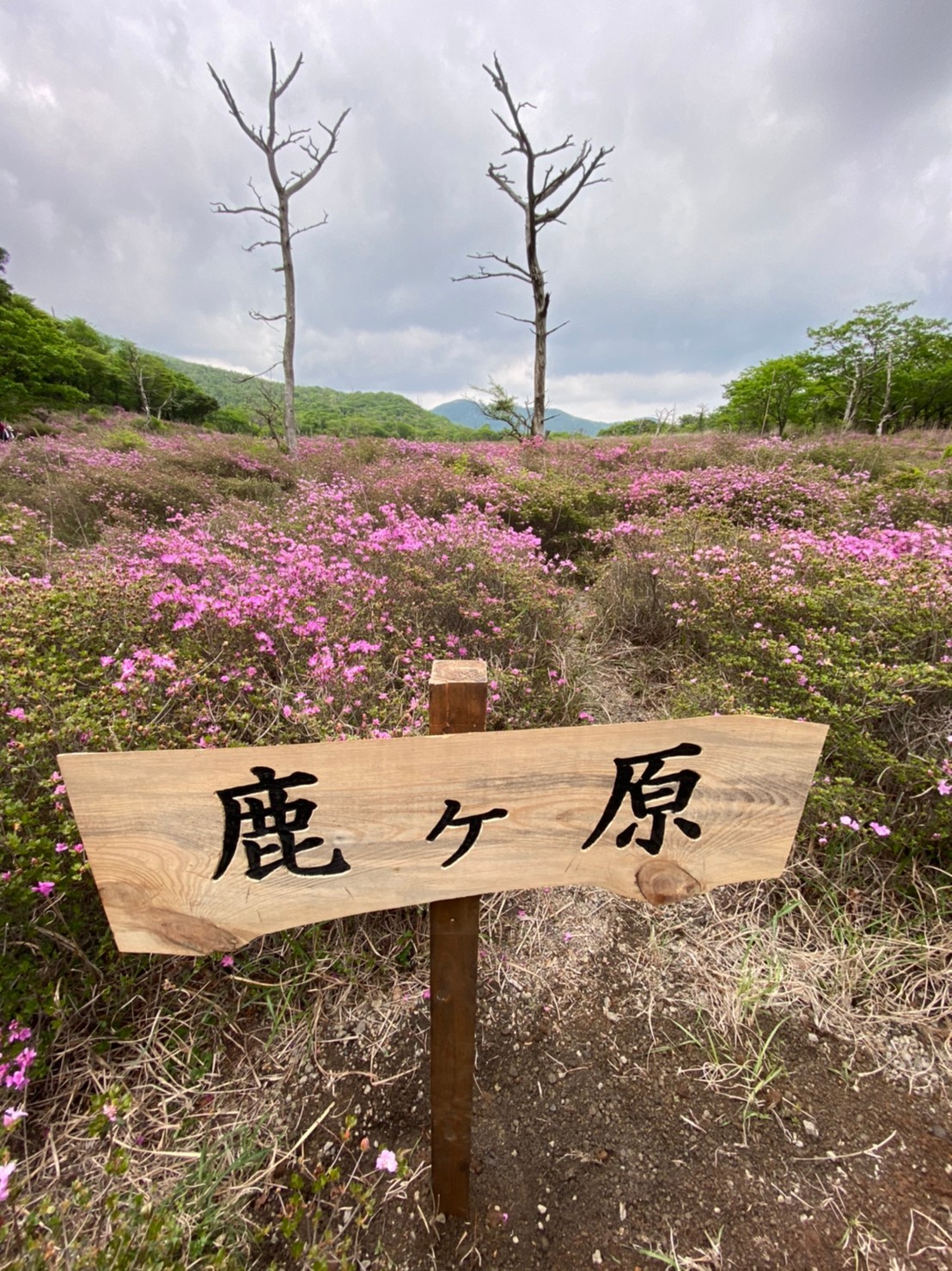 中岳 霧島連山 鹿ヶ原 2020 05 21 すけどけいさんの霧島山 韓国岳 高千穂峰 夷守岳 烏帽子岳の活動データ Yamap ヤマップ