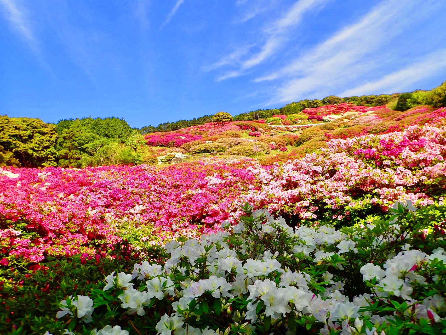 日本本土最西端のツツジの楽園 長串山公園 マロンマウンテンさんの北九十九島の活動データ Yamap ヤマップ