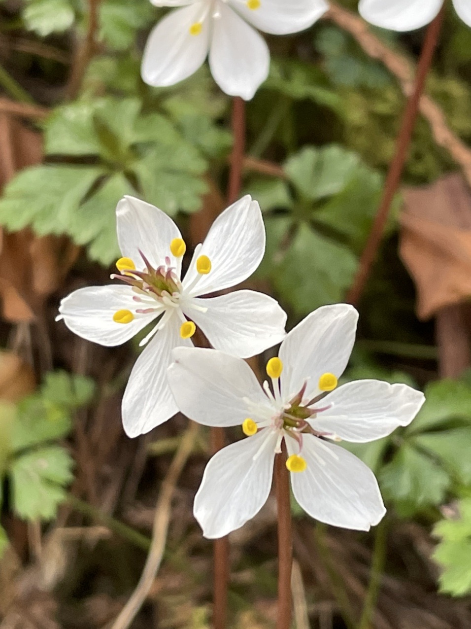 春の妖精がいっぱい Otaksaさんのウォーキングの活動日記 Yamap ヤマップ