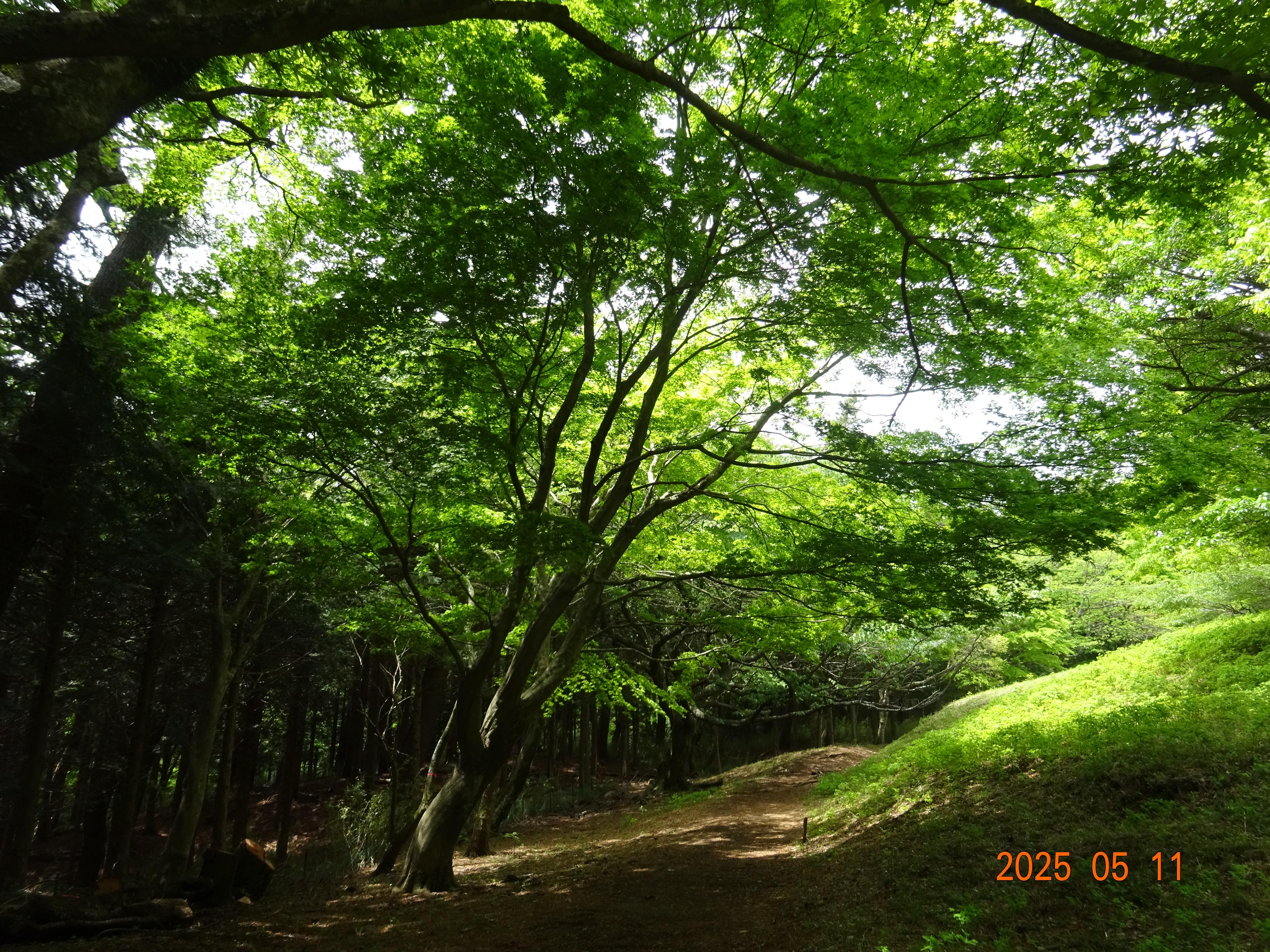 新緑に浸る尾根下り；箱根・湯坂路 / さとやまさんの箱根山・神山の活動データ | YAMAP / ヤマップ
