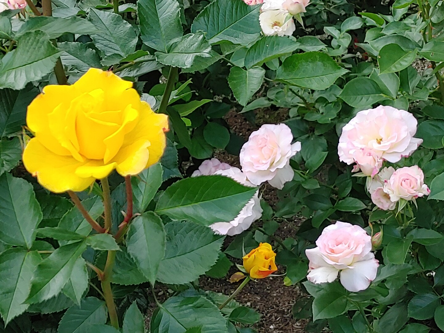 花巻温泉のバラ園まつり開催中 ちょうど見 みそっこさんのモーメント Yamap ヤマップ