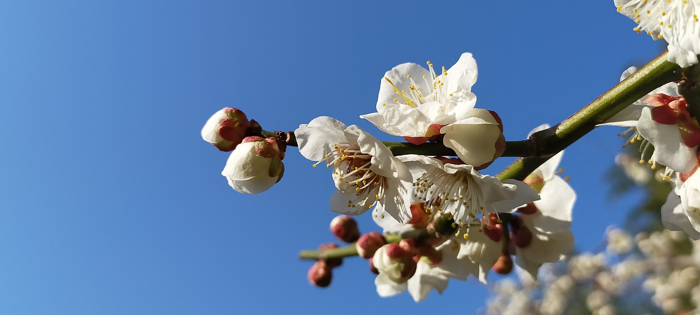 佐野市栃木市 市境浅間山・飯守山・唐沢山・高鳥屋山・貝吹鳥屋・京路戸山・諏訪岳・琴平山・高富士山・長坂山・愛宕山 / はせすぅさんの太平山