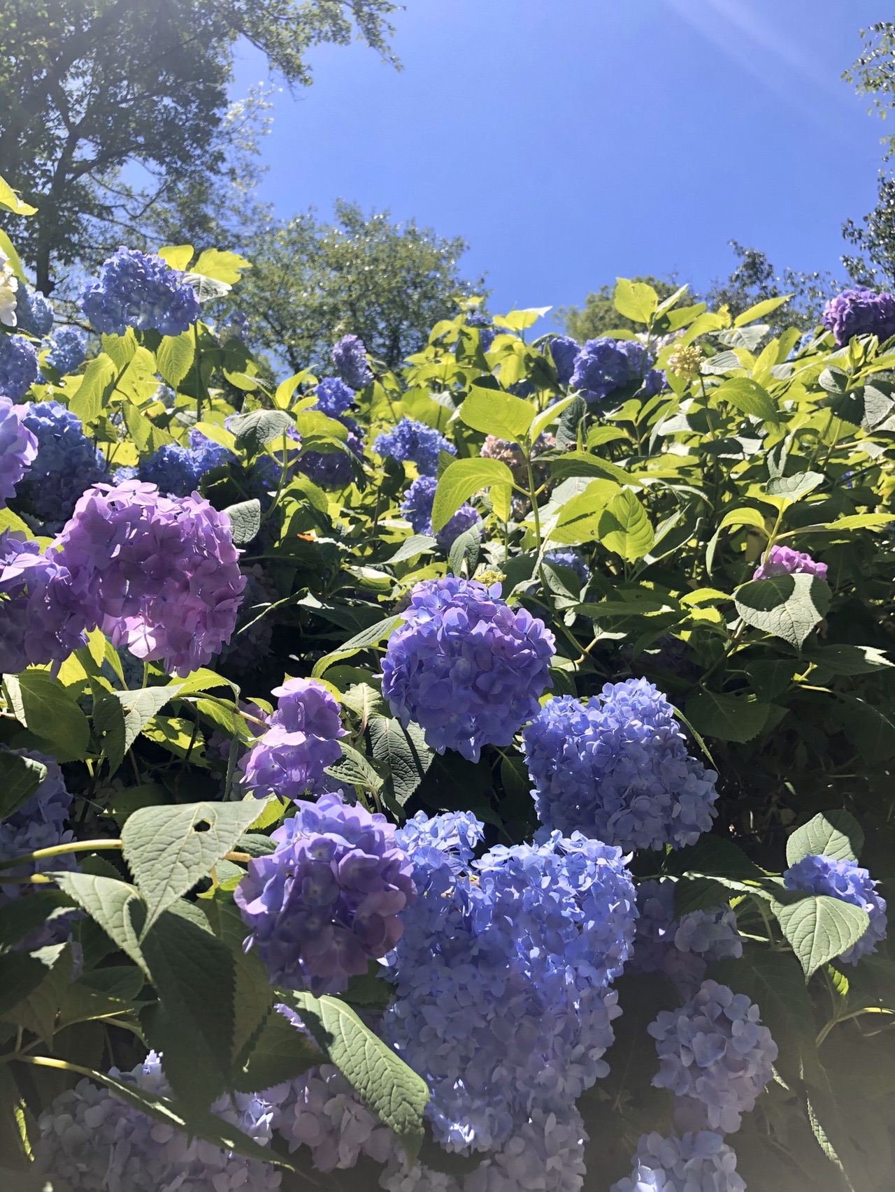 生駒山 枚岡公園 摂河泉コース あじさい園 Junさんの生駒山 神津嶽 大原山の活動日記 Yamap ヤマップ