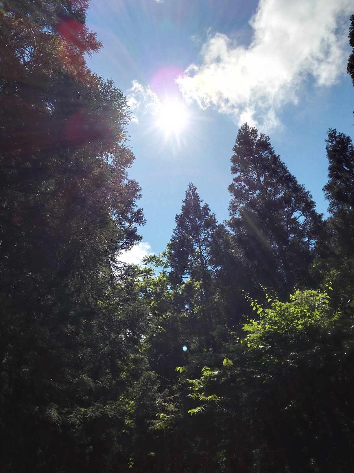 虹色の雨とブルーオーブ 前岳 19 06 Ruruさんの太平山 秋田 馬場目岳の活動日記 Yamap ヤマップ
