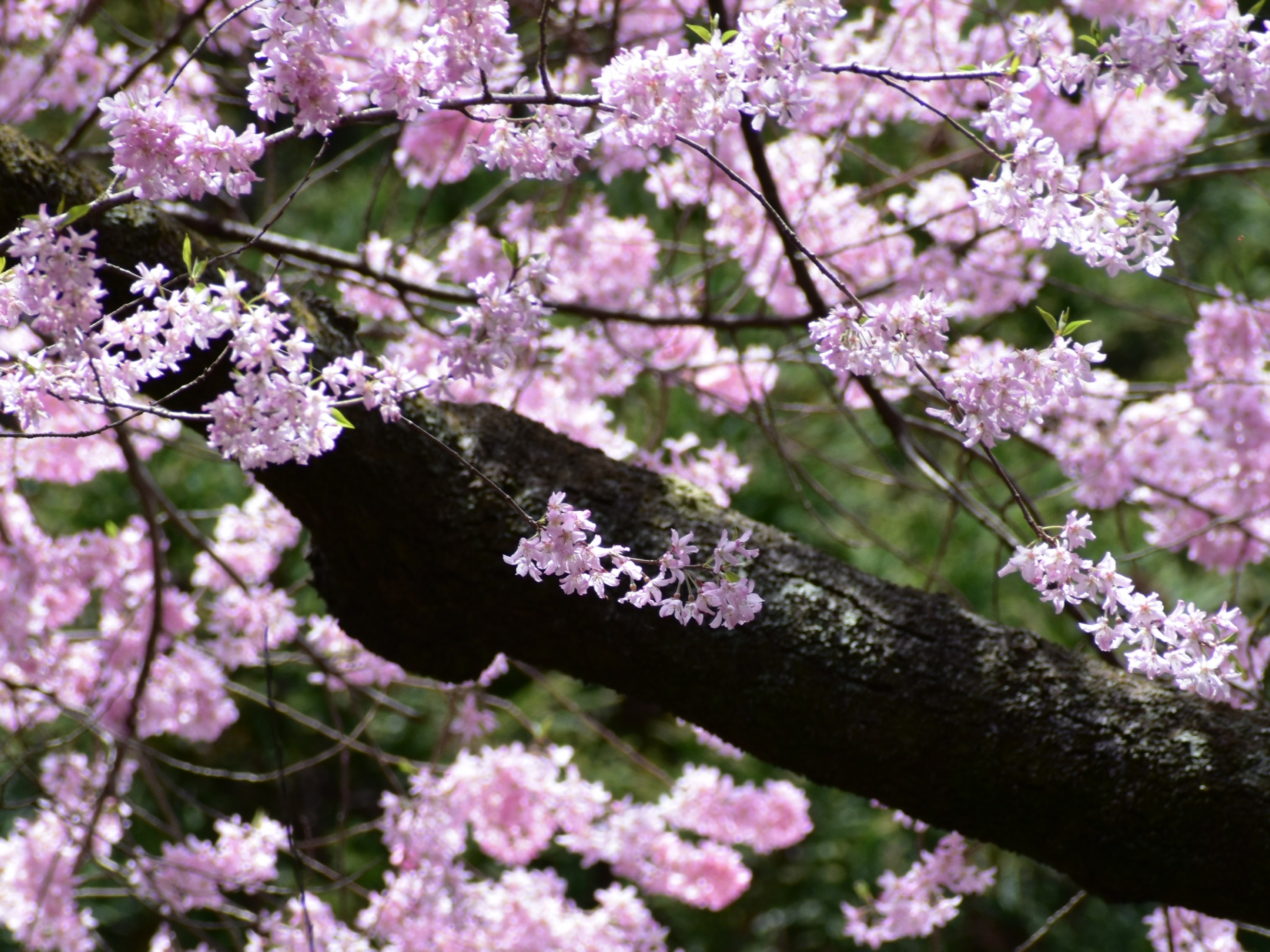 027 福智町の虎尾桜と興国寺の桜に会いに 一休さんの福智山 尺岳 雲取山の活動データ Yamap ヤマップ