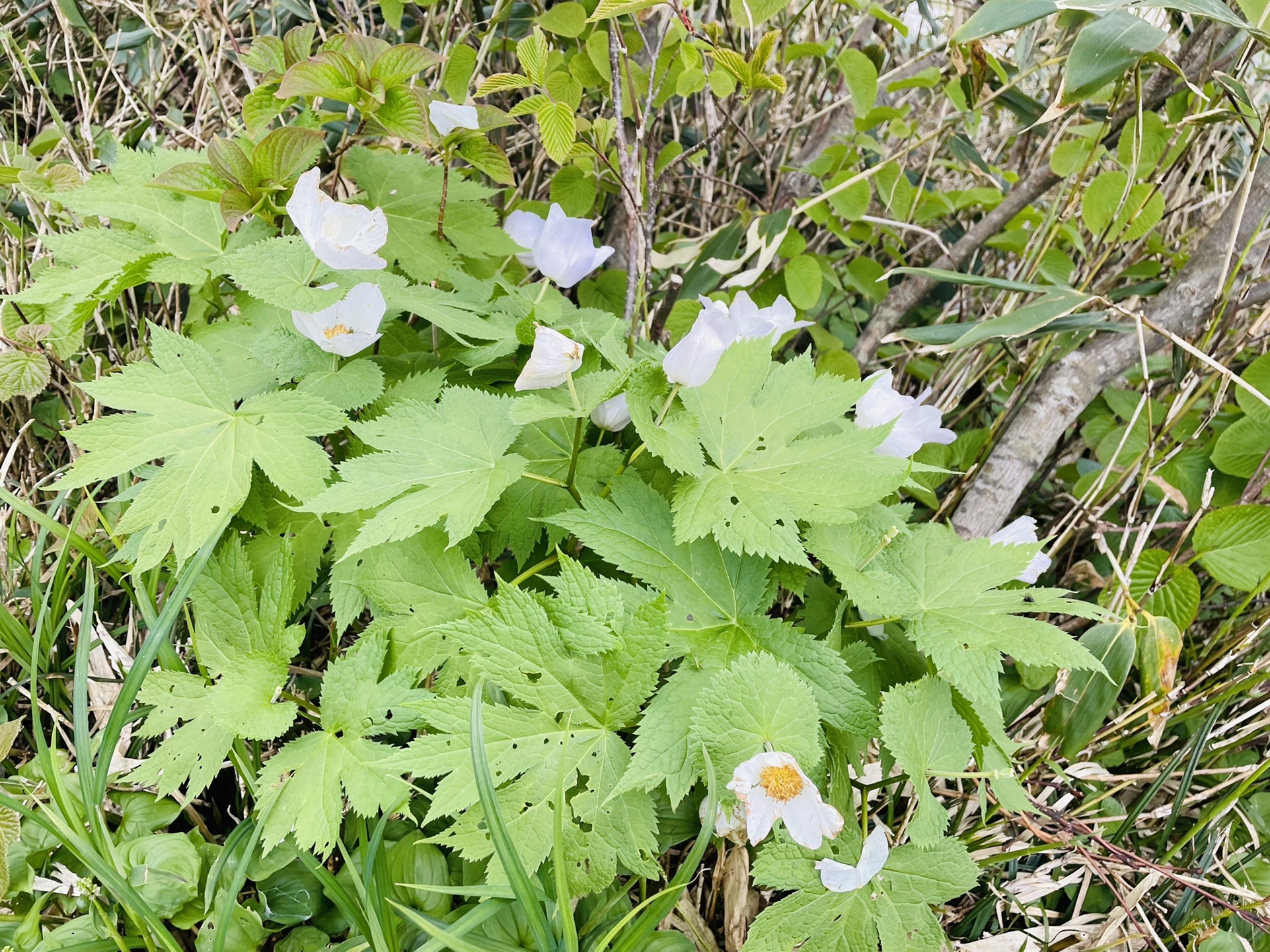 いいから歩け！