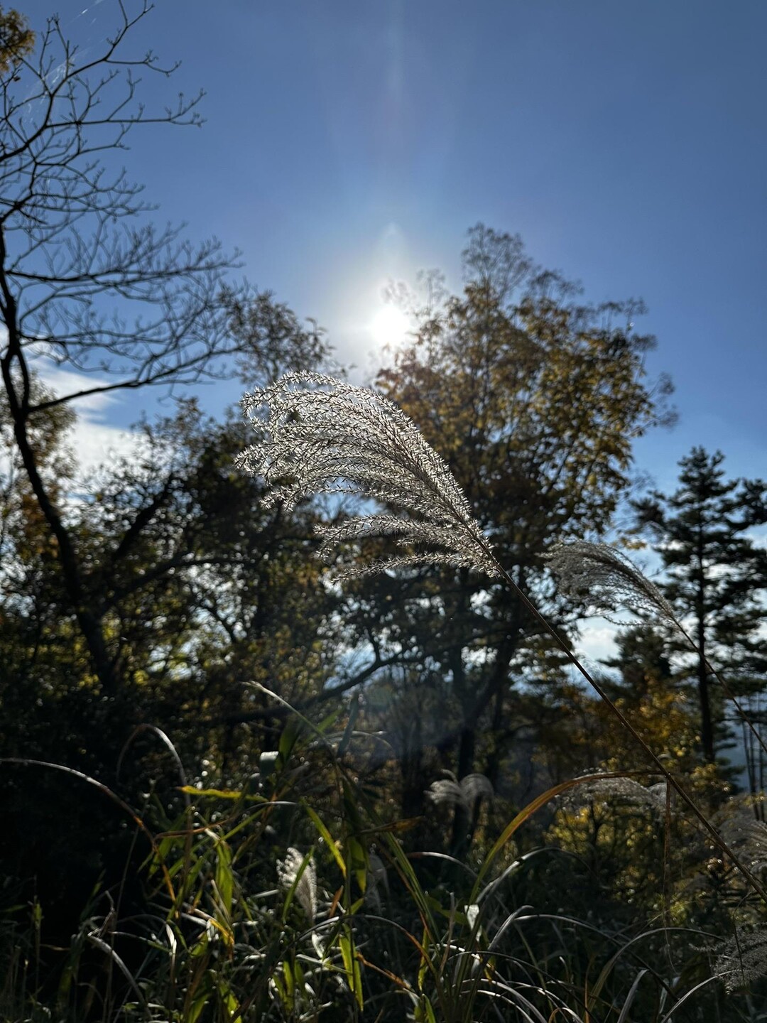 月出山岳 / くま2000さんの月出山岳の活動データ | YAMAP / ヤマップ