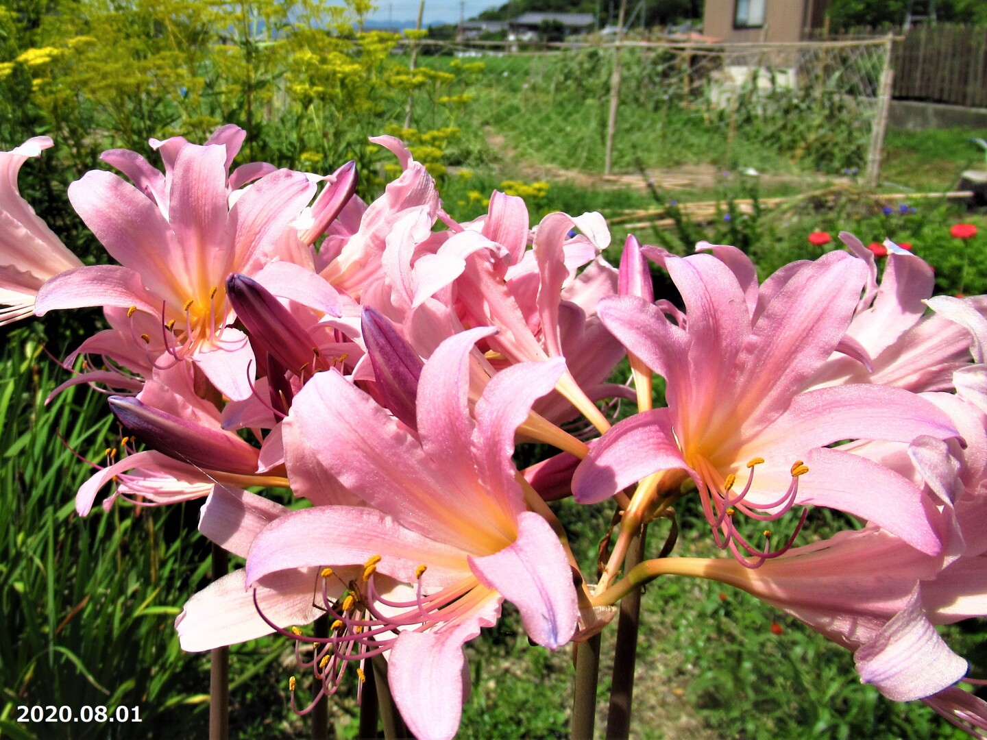 ムラサキキツネノカミソリ Situgen 可憐な花咲く里山散歩さんのモーメント Yamap ヤマップ