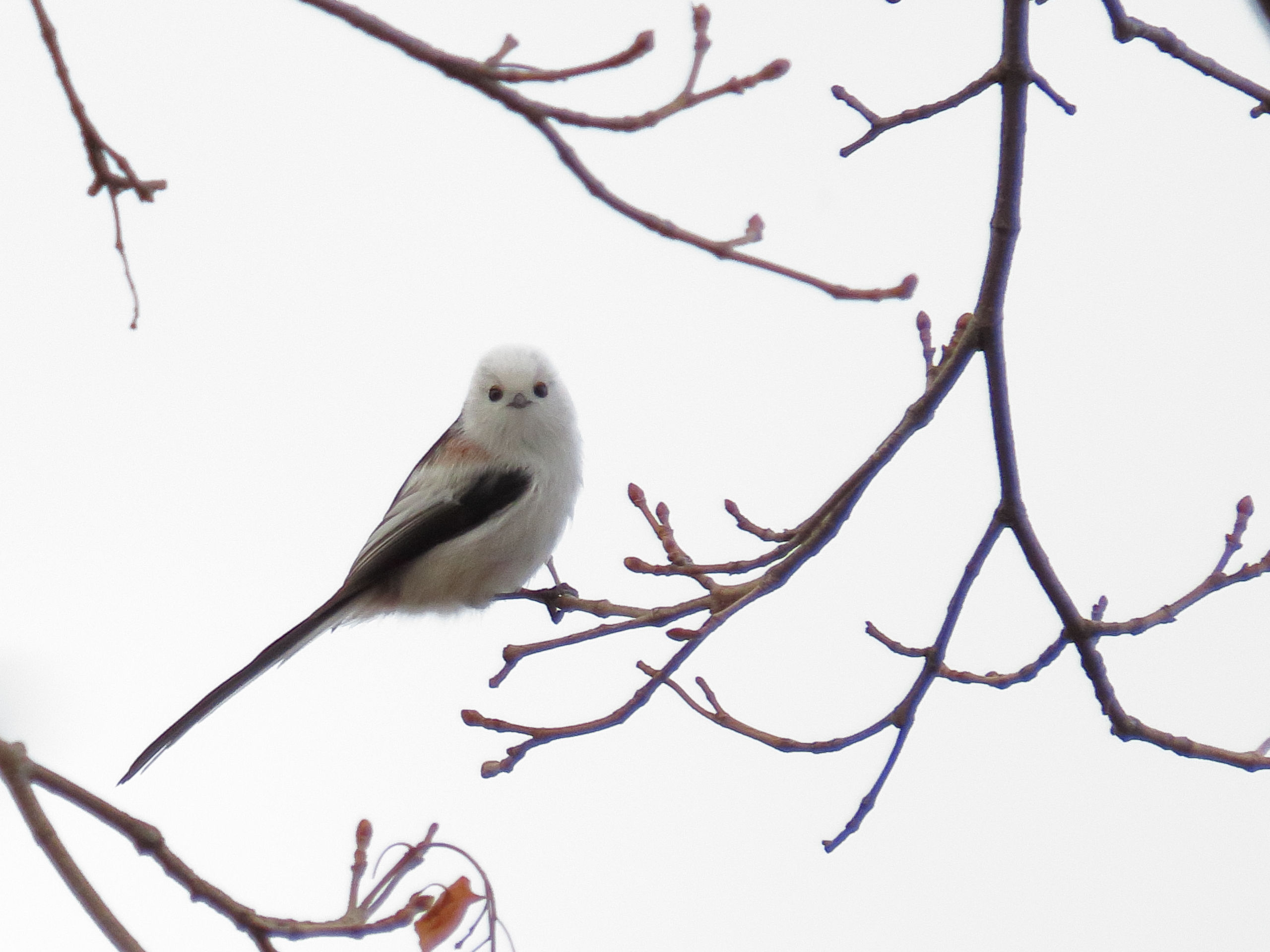 野鳥写真 Mycollection Chromeさんの札幌市の活動日記 Yamap ヤマップ