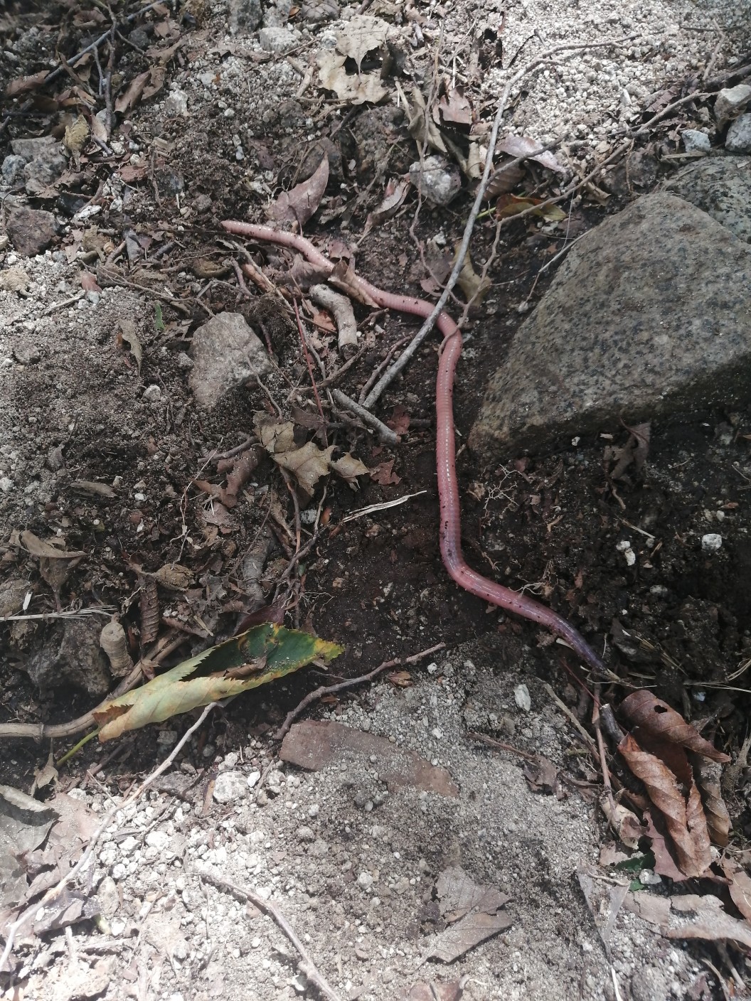 丹沢主稜縦走日帰り Guest さんの丹沢山の活動日記 Yamap ヤマップ