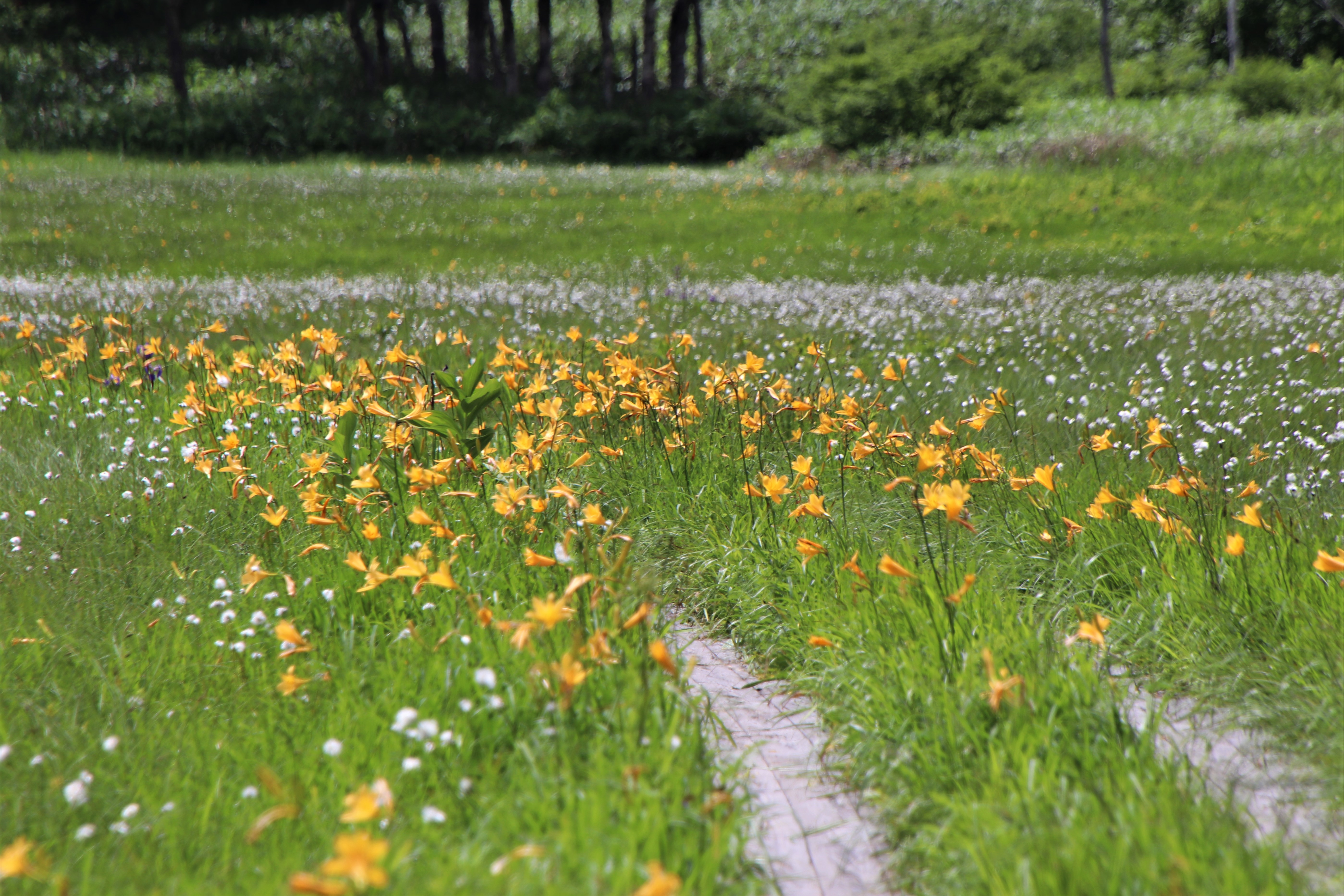 キスゲとワタスゲのコラボ 尾瀬 大江湿原 沼山峠 大江湿原 三平下往復 07 18 Noppeさんの尾瀬 燧ヶ岳の活動日記 Yamap ヤマップ