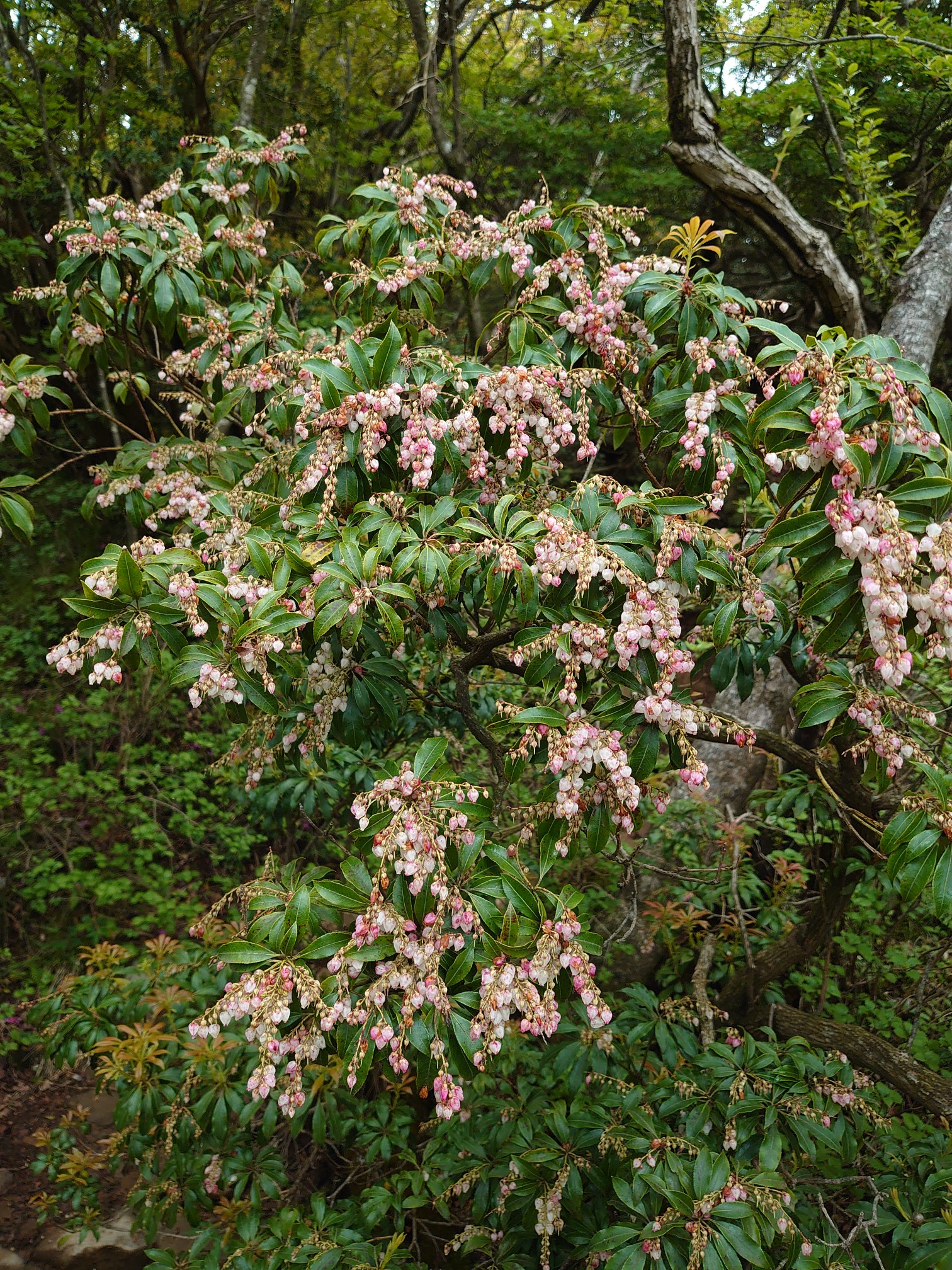 3 100 天城山は時計回りで 馬酔木は終 躑躅と石楠花は満開 こっとさんの天城山 鉢ノ山 三筋山の活動データ Yamap ヤマップ
