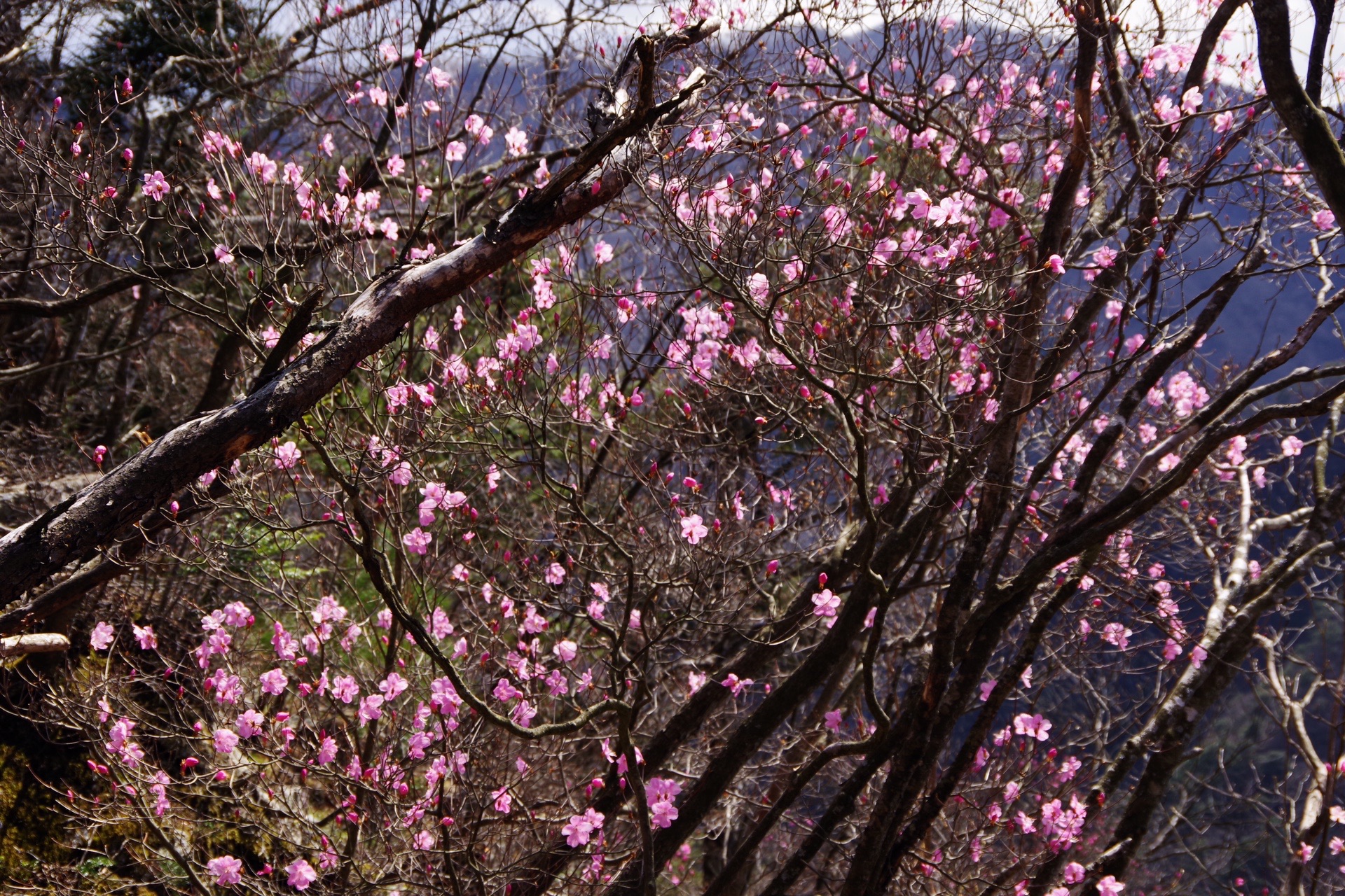 花言葉は 柔らかな視線 三ツ岩岳 ヌマジさんの三ツ岩岳 烏帽子岳の活動データ Yamap ヤマップ