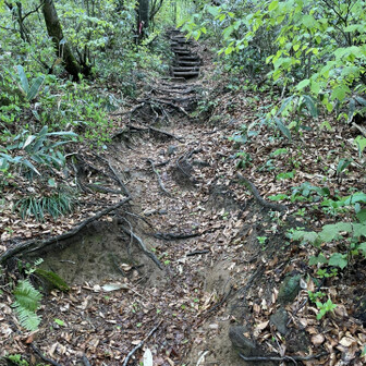 経ヶ岳・法恩寺山 登山道こんな感じ