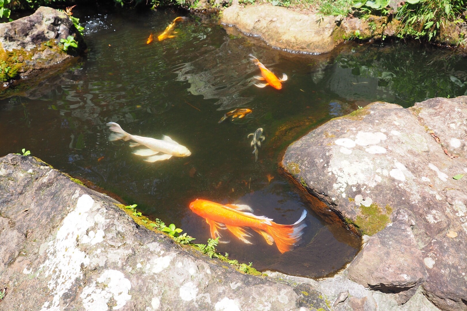 鯉