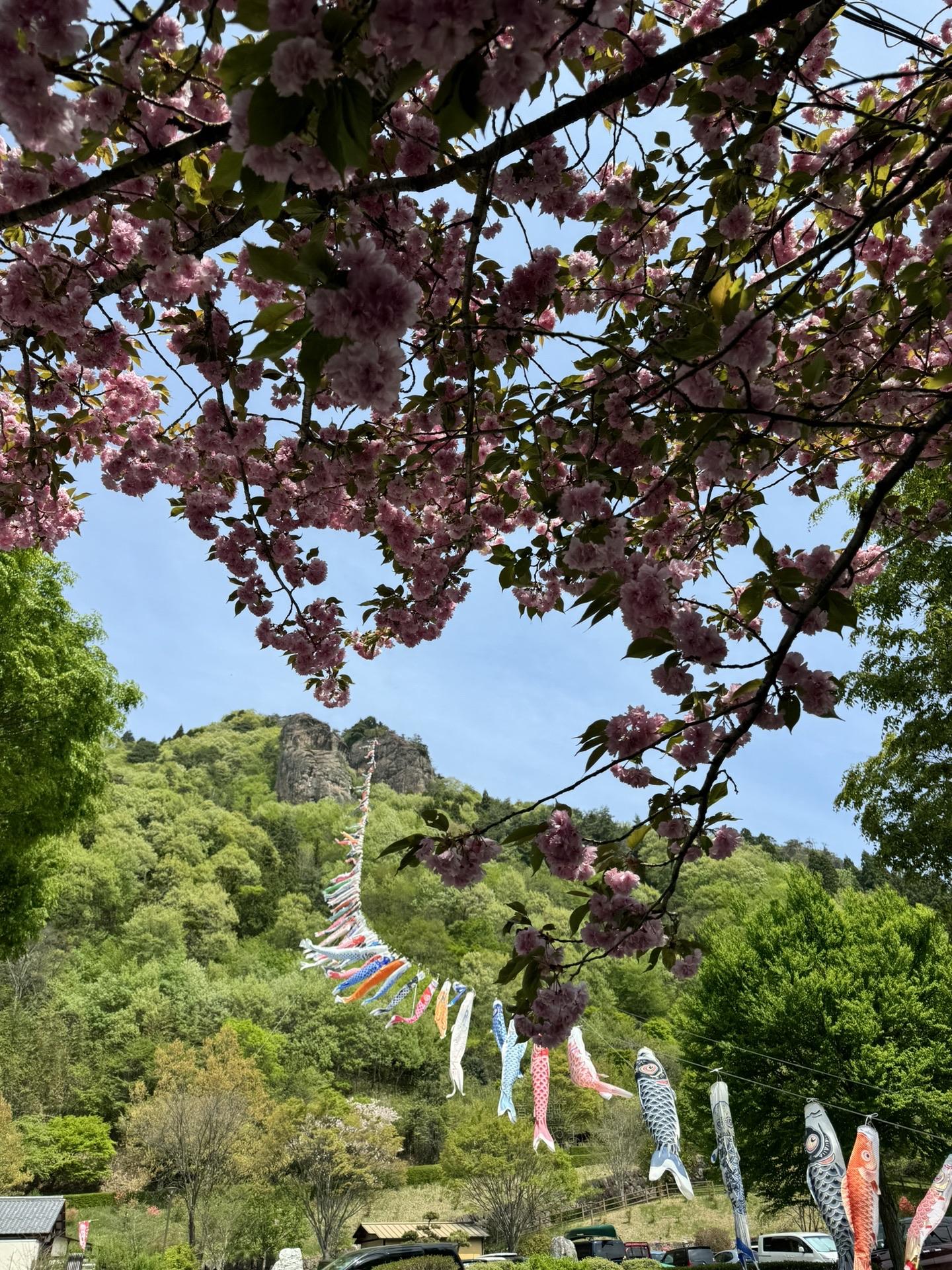 鯉のぼり🎏山の岩場からロープが！