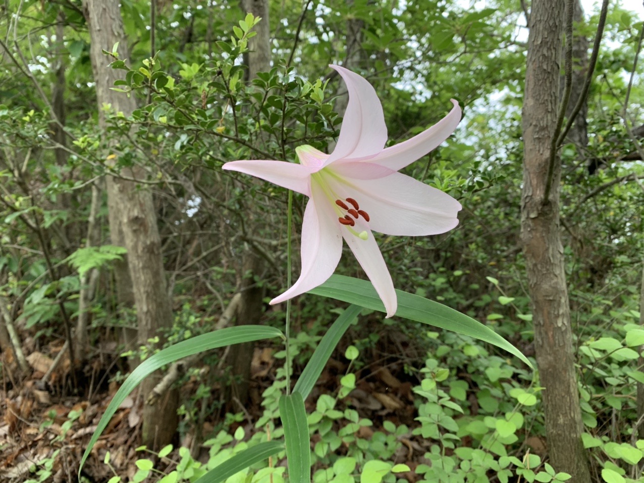 釣鐘山 石切山 満願寺西山 中山 Tsushiさんの中山 大峰山の活動データ Yamap ヤマップ