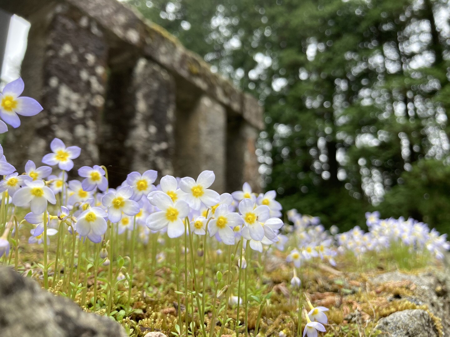 目線の上方に見つけたちっちゃいお花がびっ みいみさんのモーメント Yamap ヤマップ