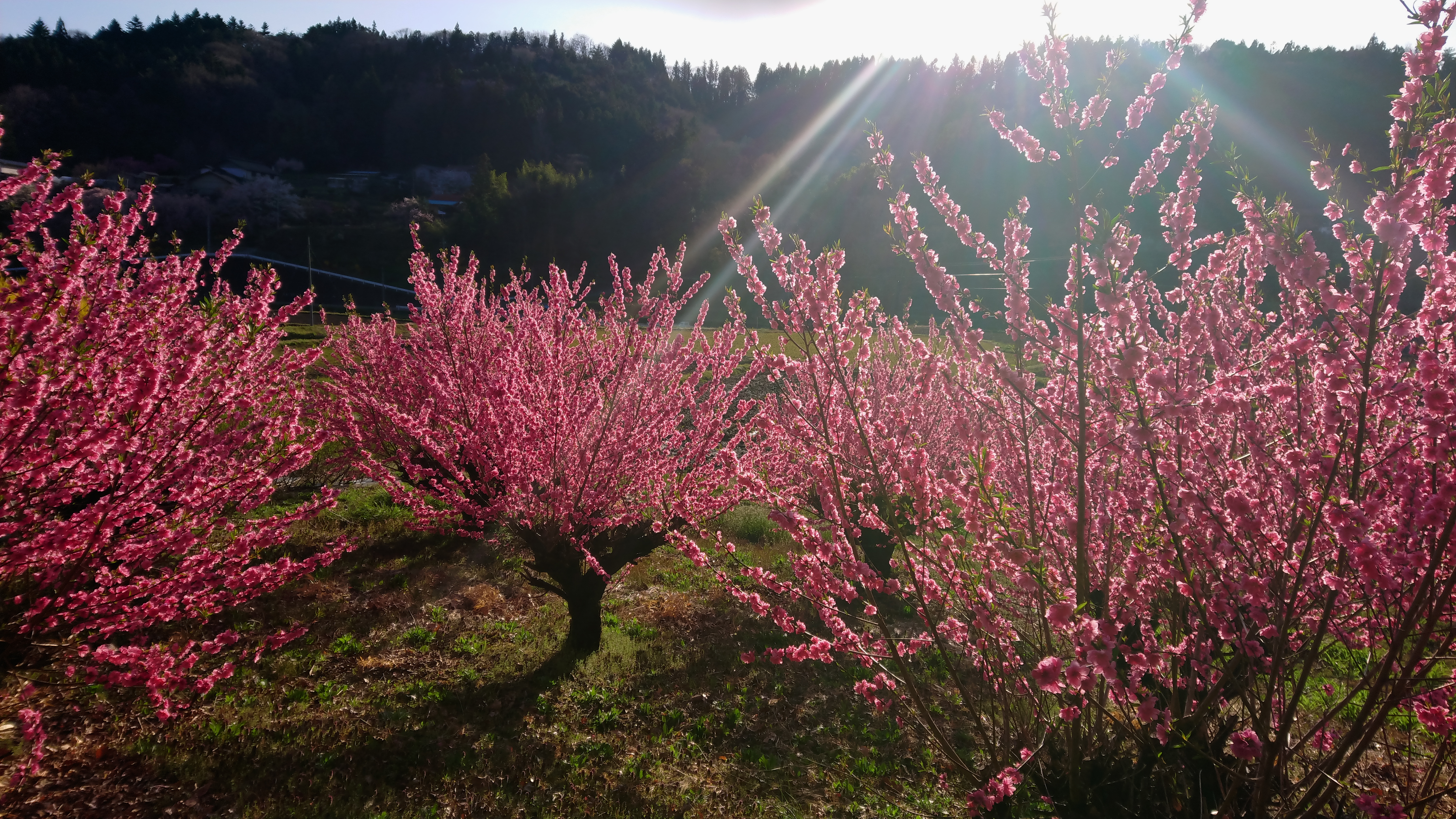 夕方散歩 嵩山西登山道の観音 高嶺さんの嵩山 群馬県 の活動日記 Yamap ヤマップ