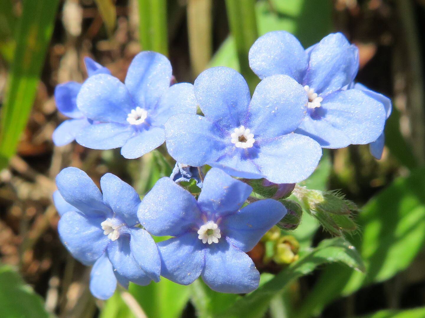 越後瑠璃草 粟ヶ岳 權ノ神岳 宝蔵山の写真44枚目 Yamap ヤマップ