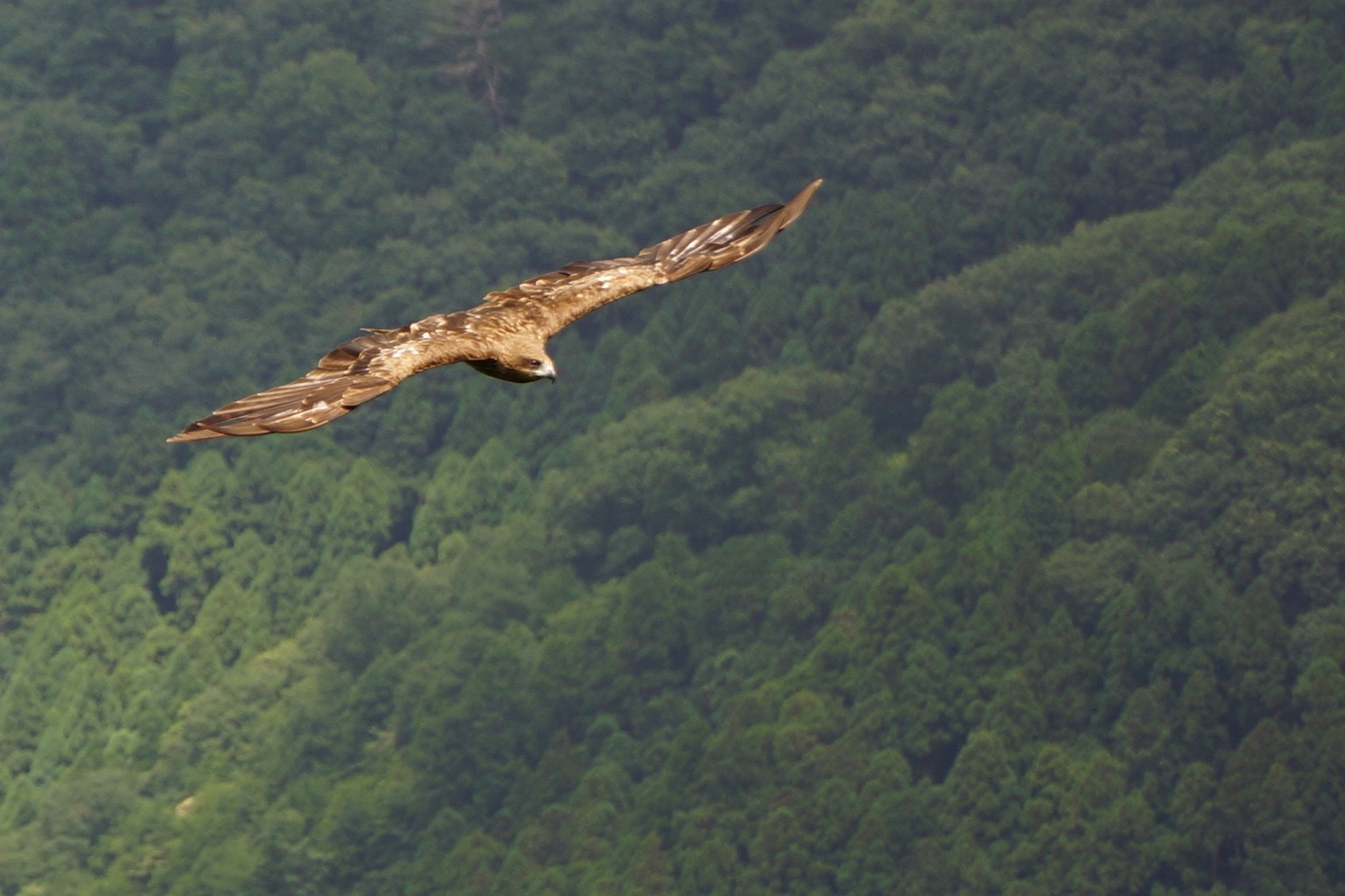 愛宕神社千日詣り 猪ヶ谷 芦生杉の大木 竜ヶ岳 ふくさんの愛宕山 三頭山 朝日峯の活動データ Yamap ヤマップ