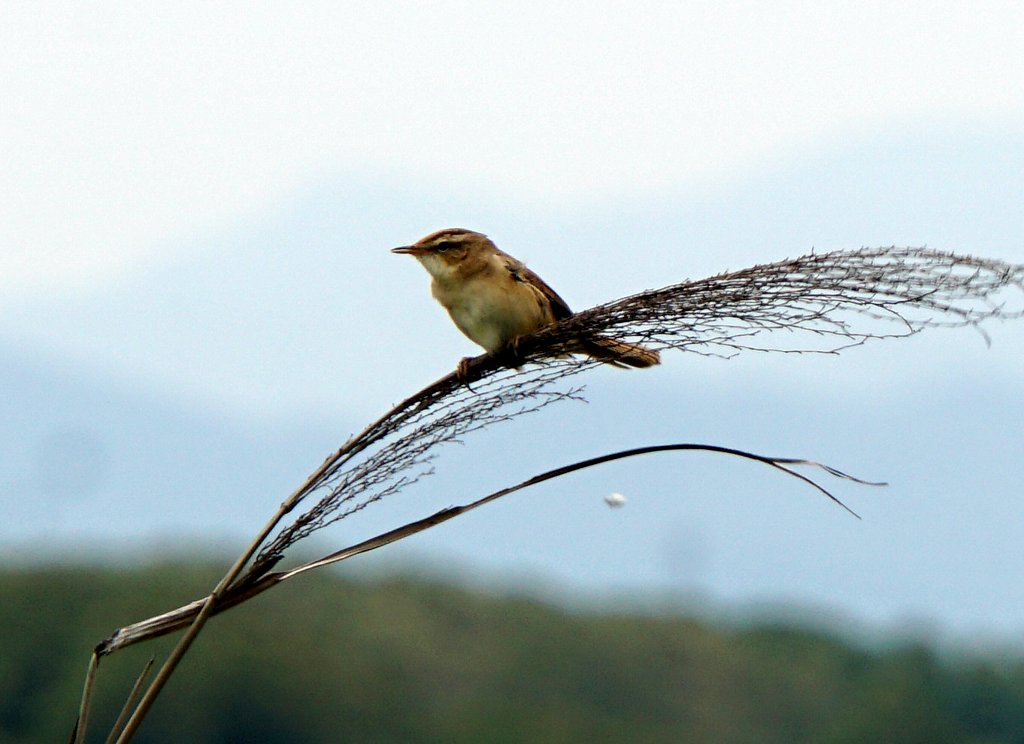 石狩はまなすの丘でバードウォッチング Isaさんの札幌市の活動データ Yamap ヤマップ