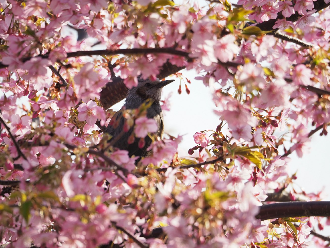 飯山白山森林公園の山歩き ひたきさんの大山の活動データ Yamap ヤマップ