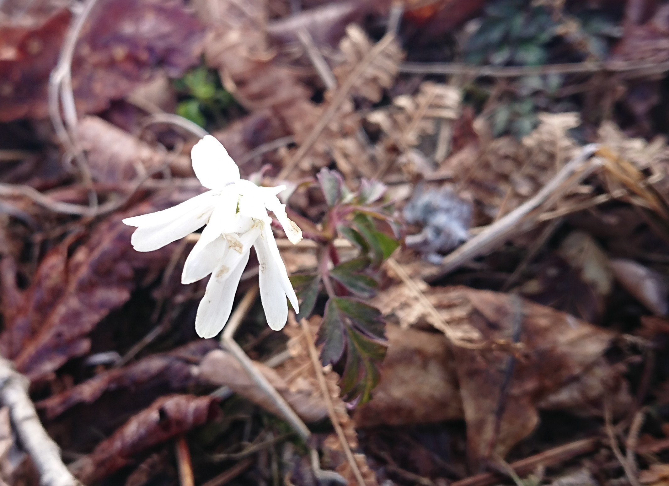御池岳 鈴北岳 鈴ヶ岳 歩荷練習ﾊﾟｰﾄ2 みっちょんさんの藤原岳 御池岳の活動日記 Yamap ヤマップ