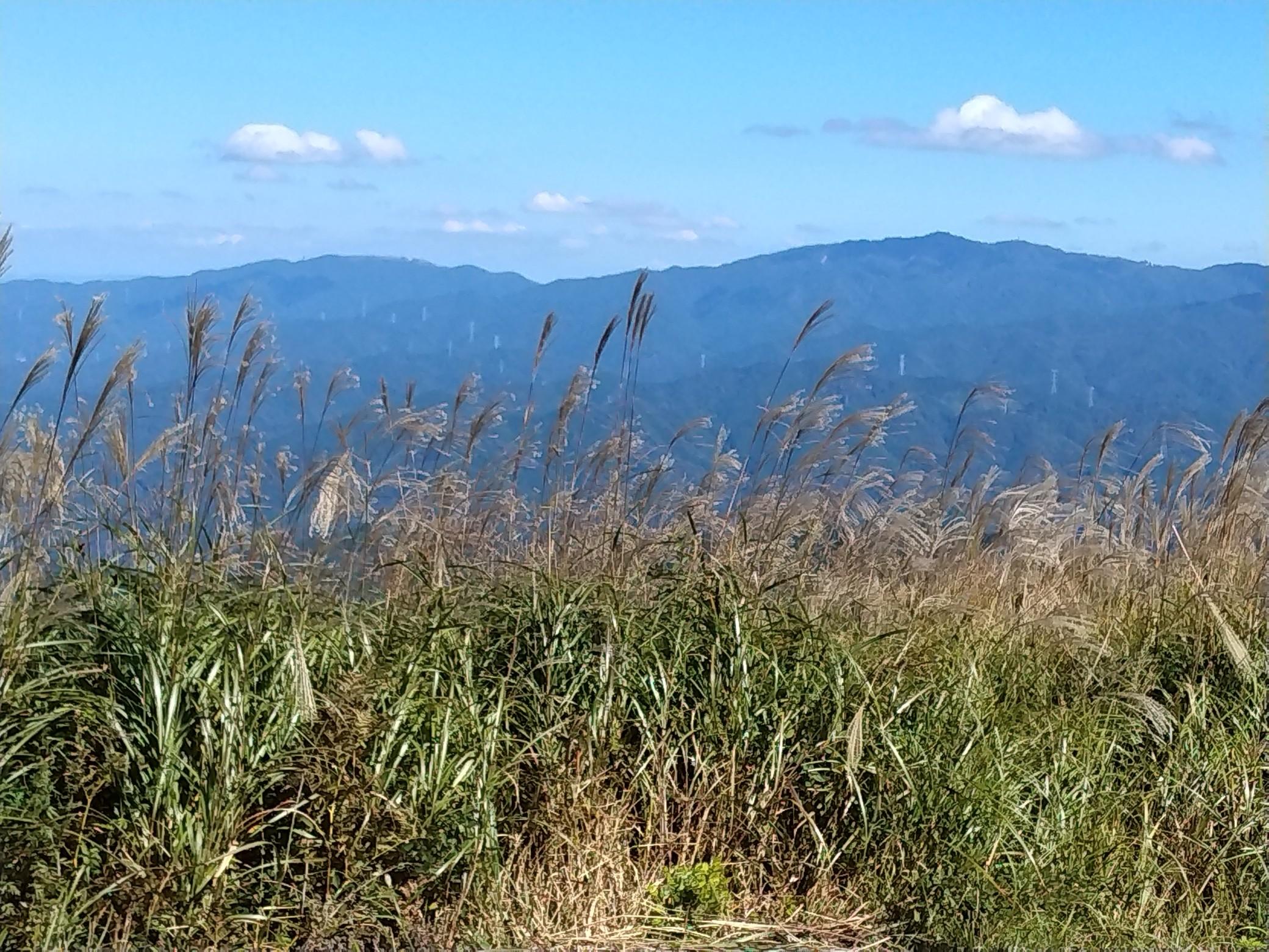 ススキを愛でに 岩湧山 やまおさんの岩湧山 一徳防山 三石山の活動データ Yamap ヤマップ