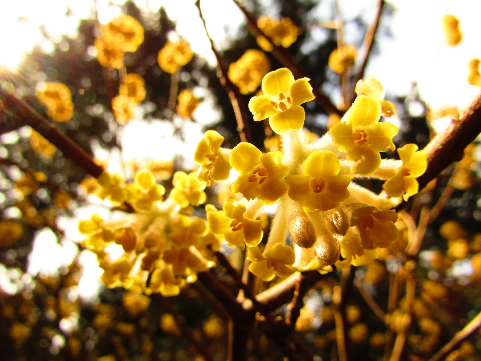 花尾山 コケ発ミツマタ もここさんの花尾山の活動データ Yamap ヤマップ