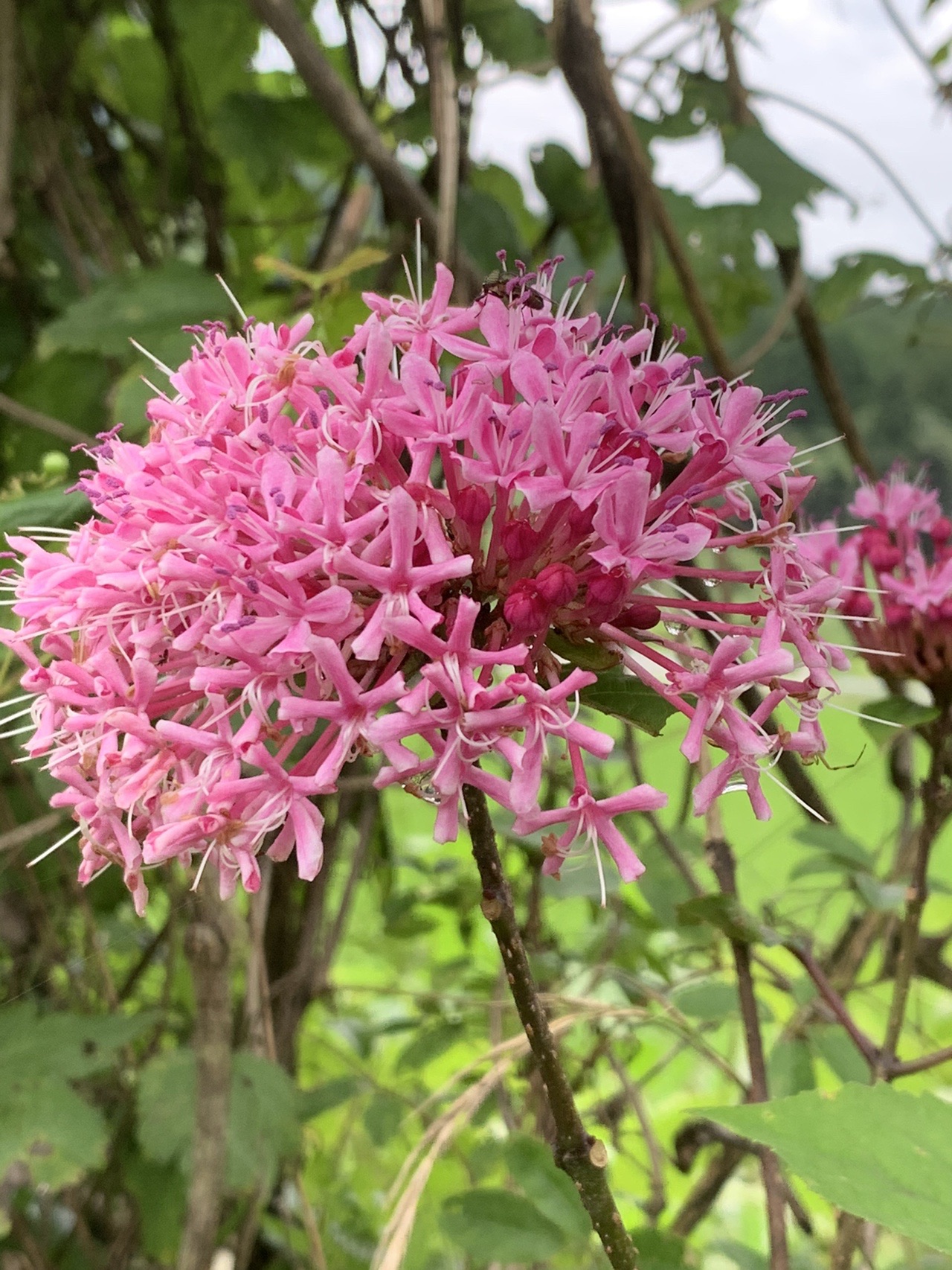 今日も野に咲く花探し とっこさんの鳥屋山の活動日記 Yamap ヤマップ