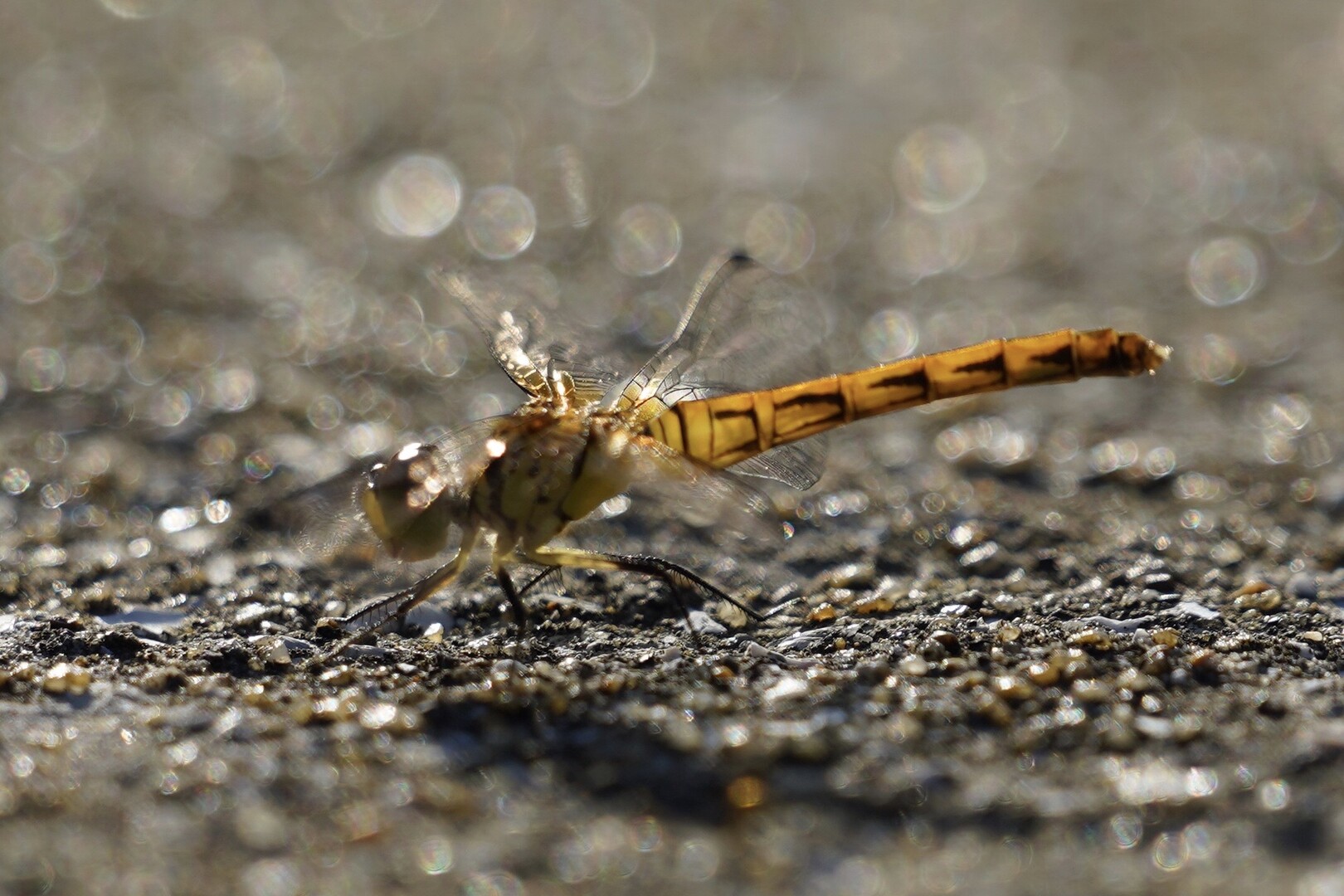 トンボ公園 海浜公園 夕陽 星 09 13 ミスターぽぽさんの西海市の活動データ Yamap ヤマップ