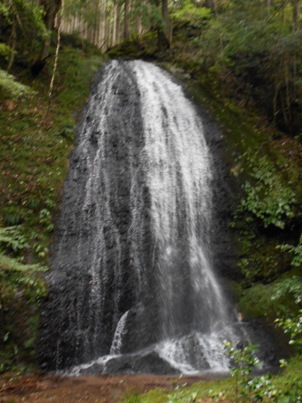 阿寺の七滝はイワタバコがビッシリ 山キチ２さんの鳶ノ巣山の活動日記 Yamap ヤマップ
