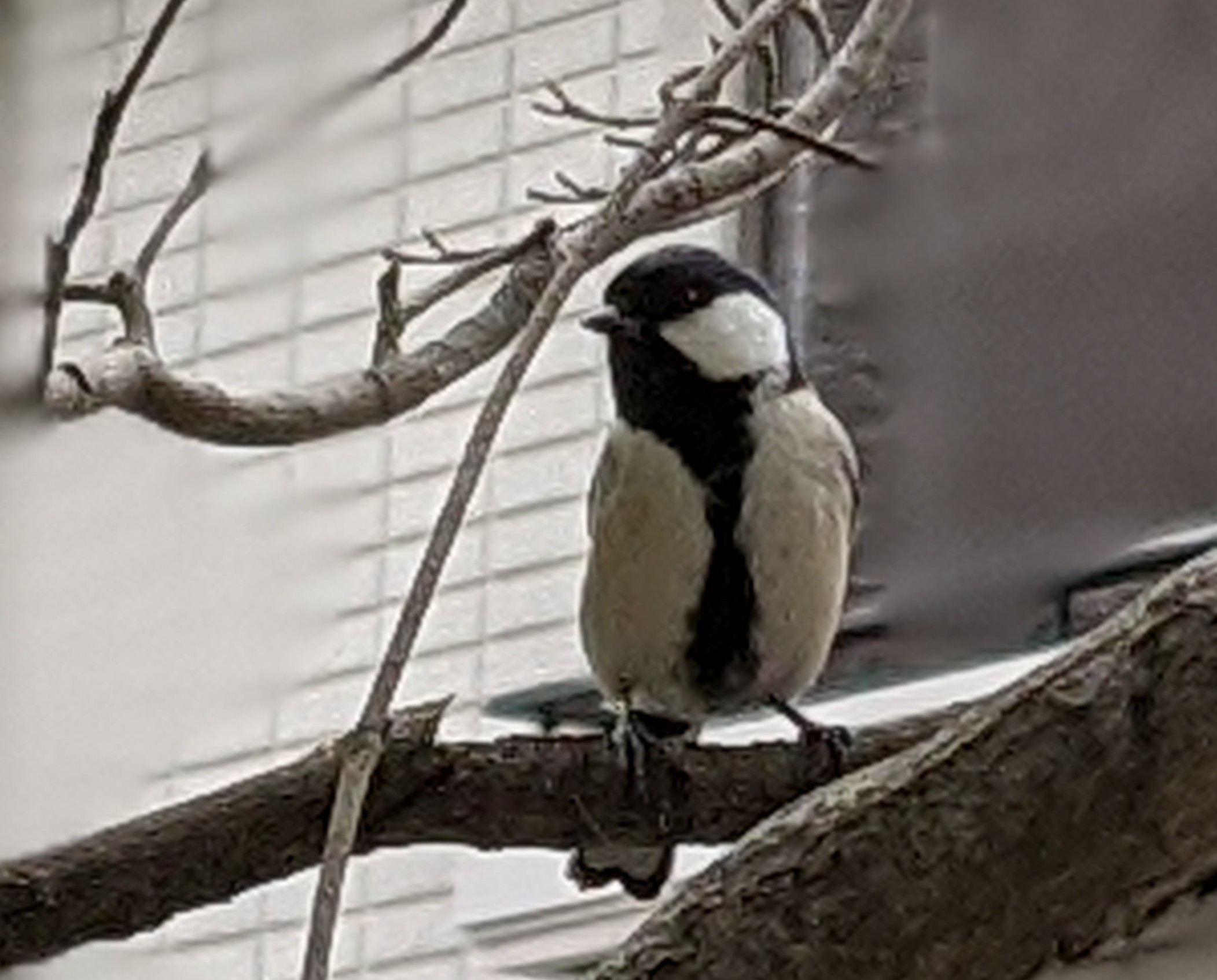シジュウカラ 子育て日記 テッツーさんの極楽寺山の活動日記 Yamap ヤマップ