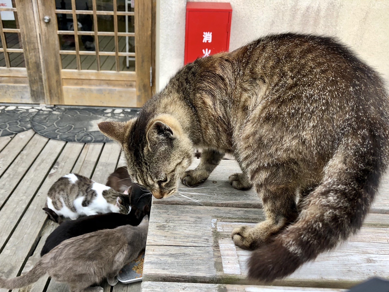 田代島ネコ歩き あおねこさんのウォーキングの活動データ Yamap ヤマップ