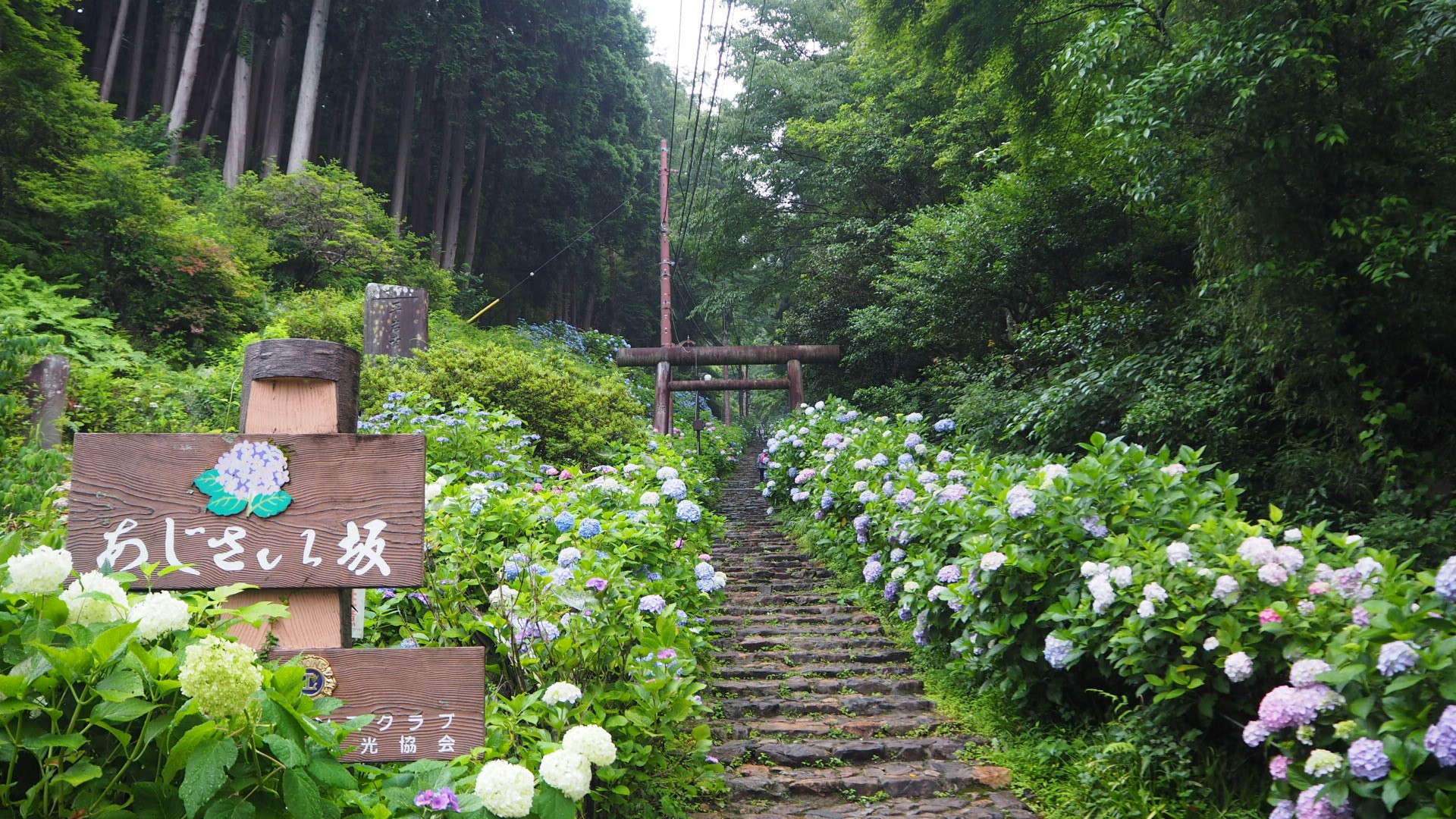 太平山 あじさい坂 謙信平 06 24 こばさんの太平山 栃木県 晃石山 唐沢山の活動データ Yamap ヤマップ