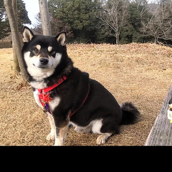 テッチャン🐾