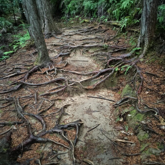 熊野古道 小辺路 木の根道も随所に